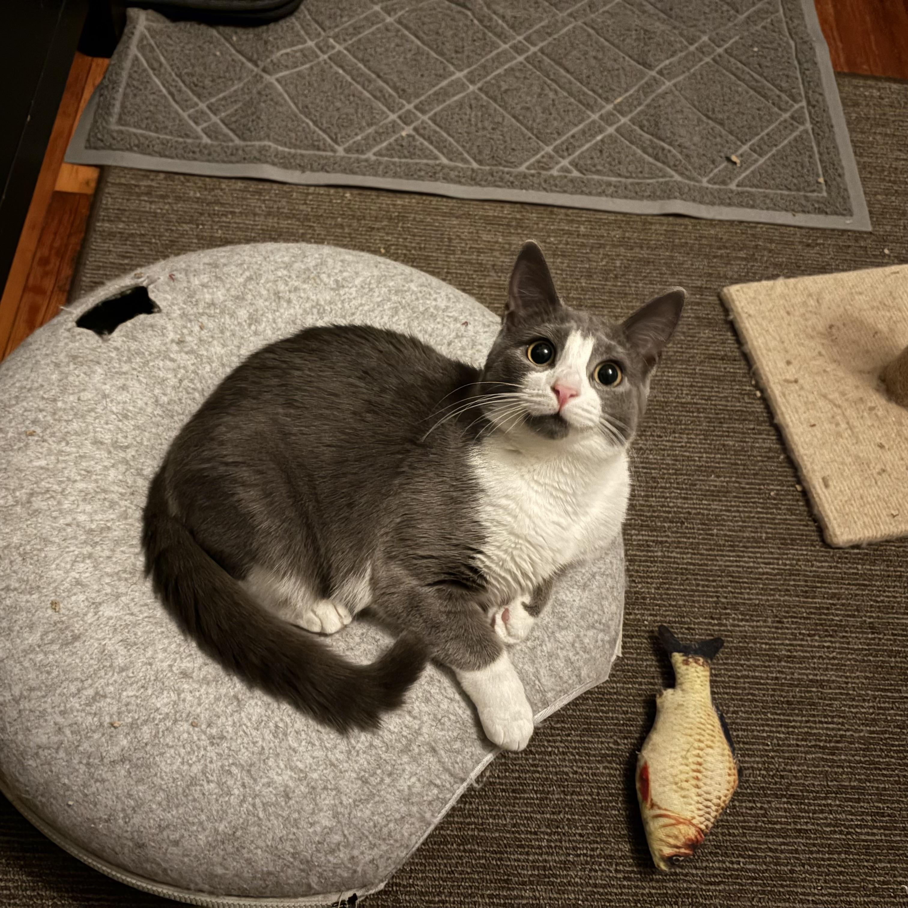 Paqui, a Adoptable Domestic Short Hair in Manchester, CT image 4/6