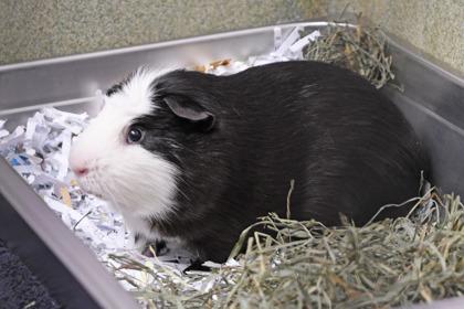 Toothless, Adoptable, Adult Male Guinea Pig.