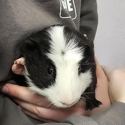 Toothless, Adoptable, Adult Male Guinea Pig.