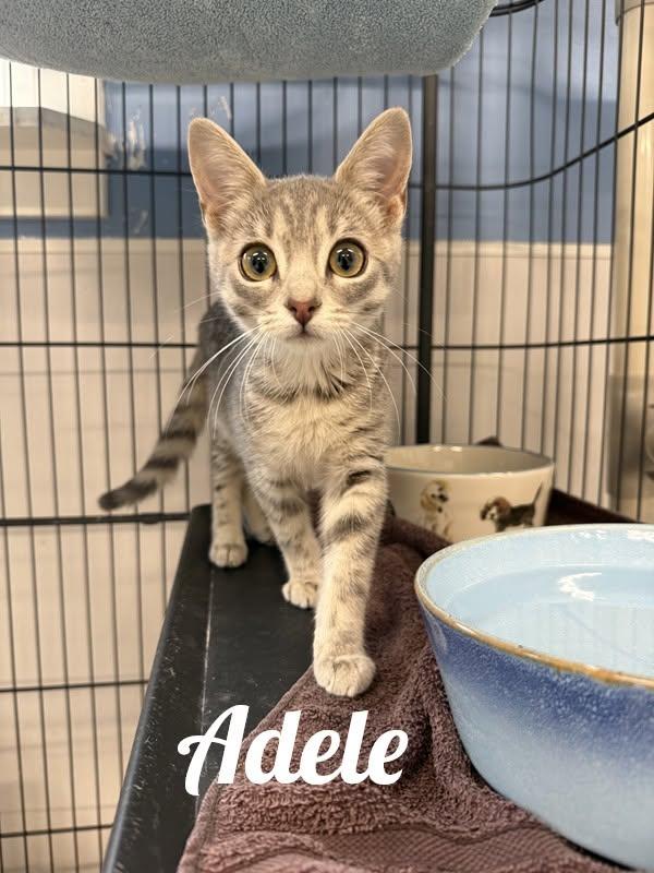 Adele, Adoptable, Kitten Female Domestic Short Hair.