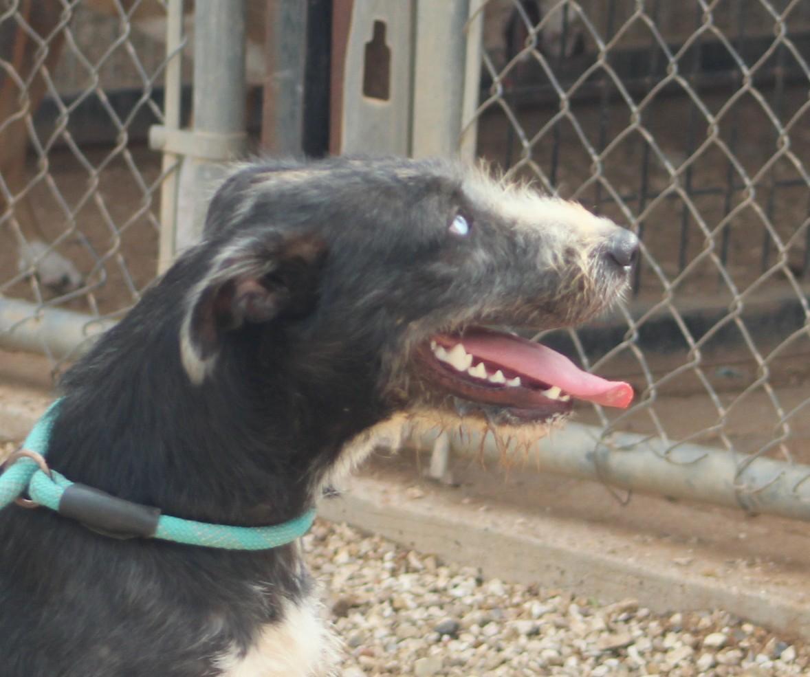 Lola, Adoptable, Young Female Airedale Terrier.
