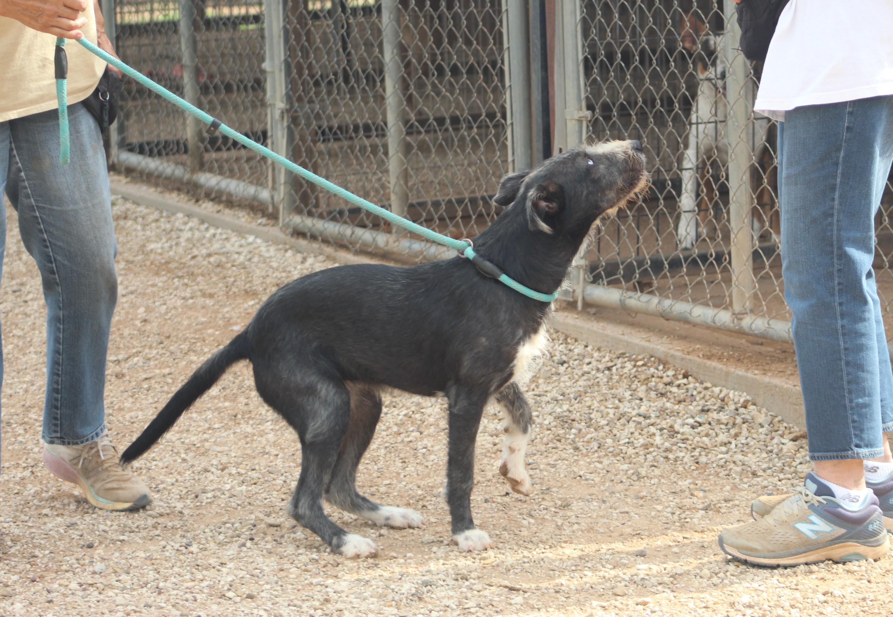 Lola, a Adoptable mixed breed in Post, TX image 3/5