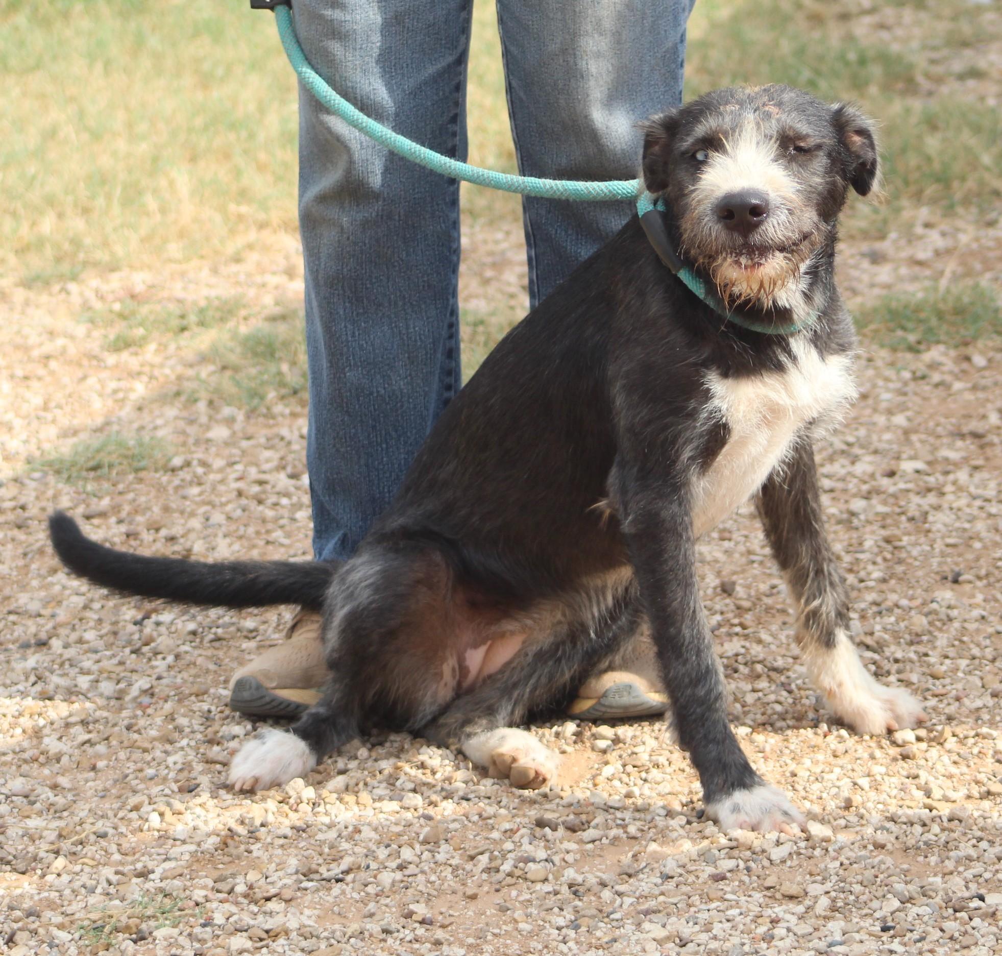 Lola, a Adoptable mixed breed in Post, TX image 4/5