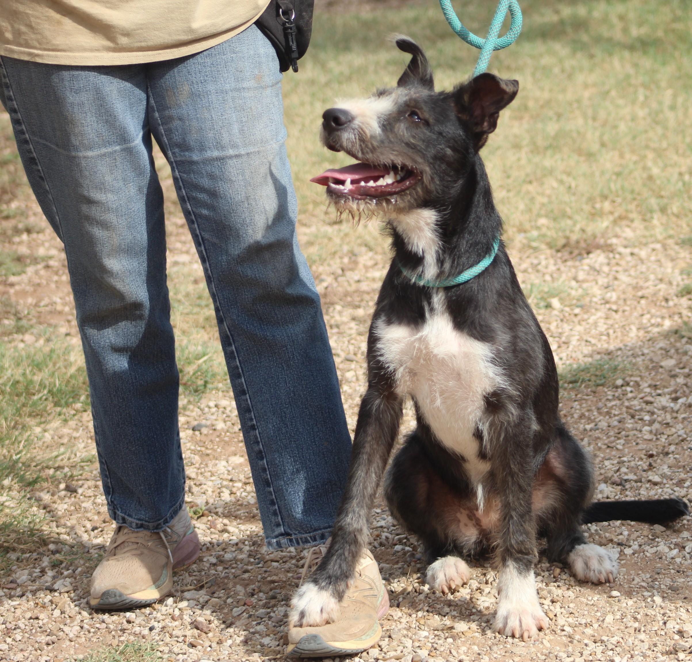 Lola, a Adoptable mixed breed in Post, TX image 2/5