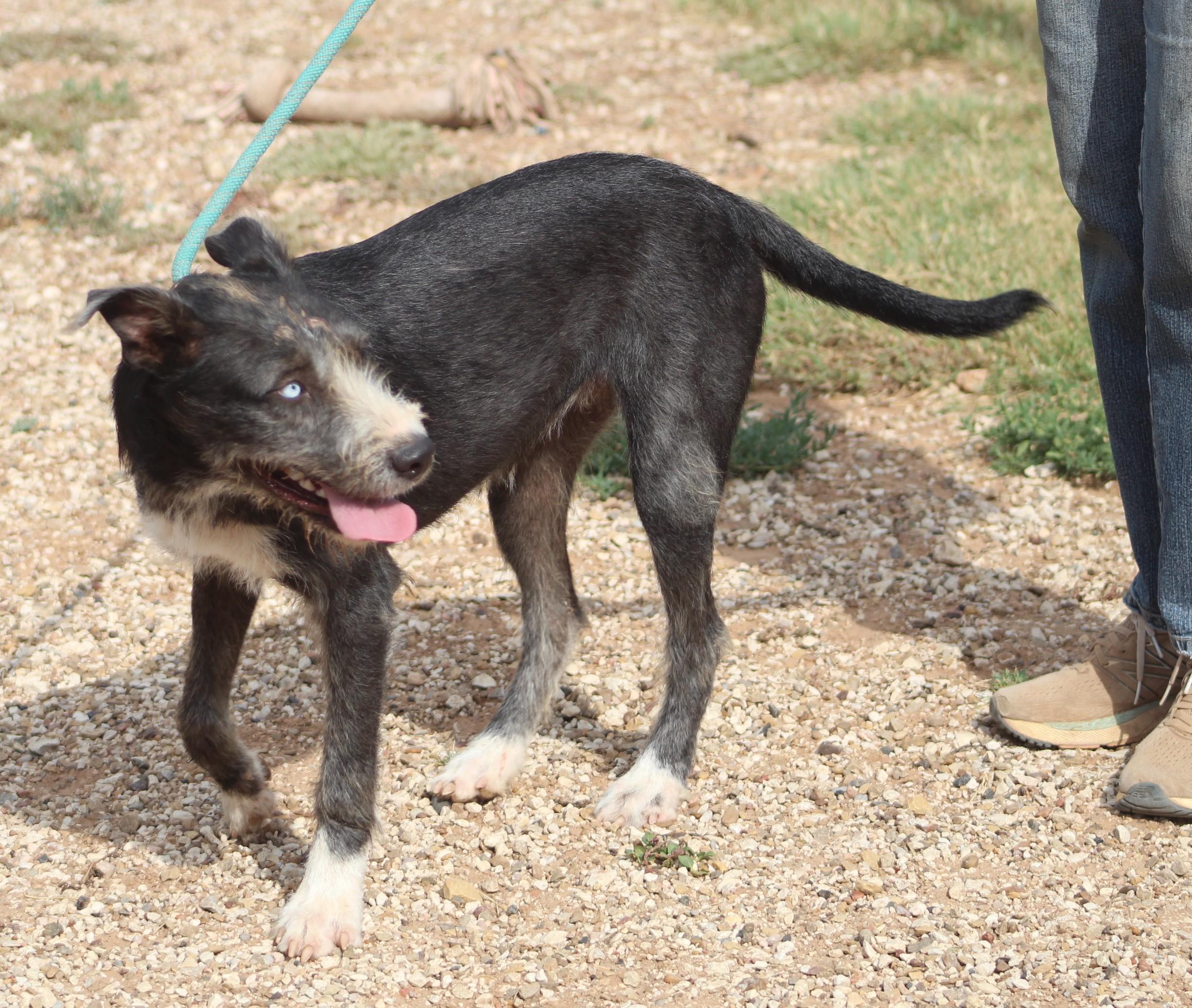 Lola, a Adoptable mixed breed in Post, TX image 5/5