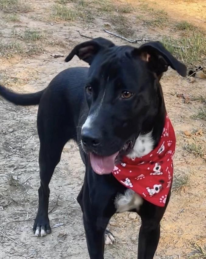 Ezra, Adoptable, Young Male Terrier.