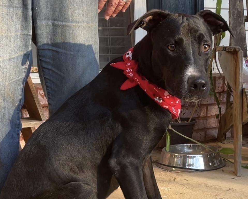 Ezra, a Adoptable mixed breed in Lancaster, PA image 3/6