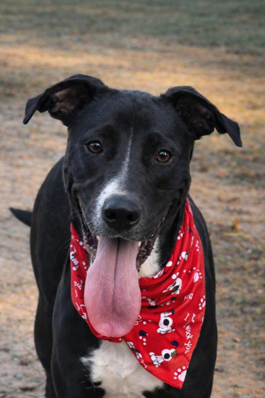 Ezra, a Adoptable mixed breed in Lancaster, PA image 2/6