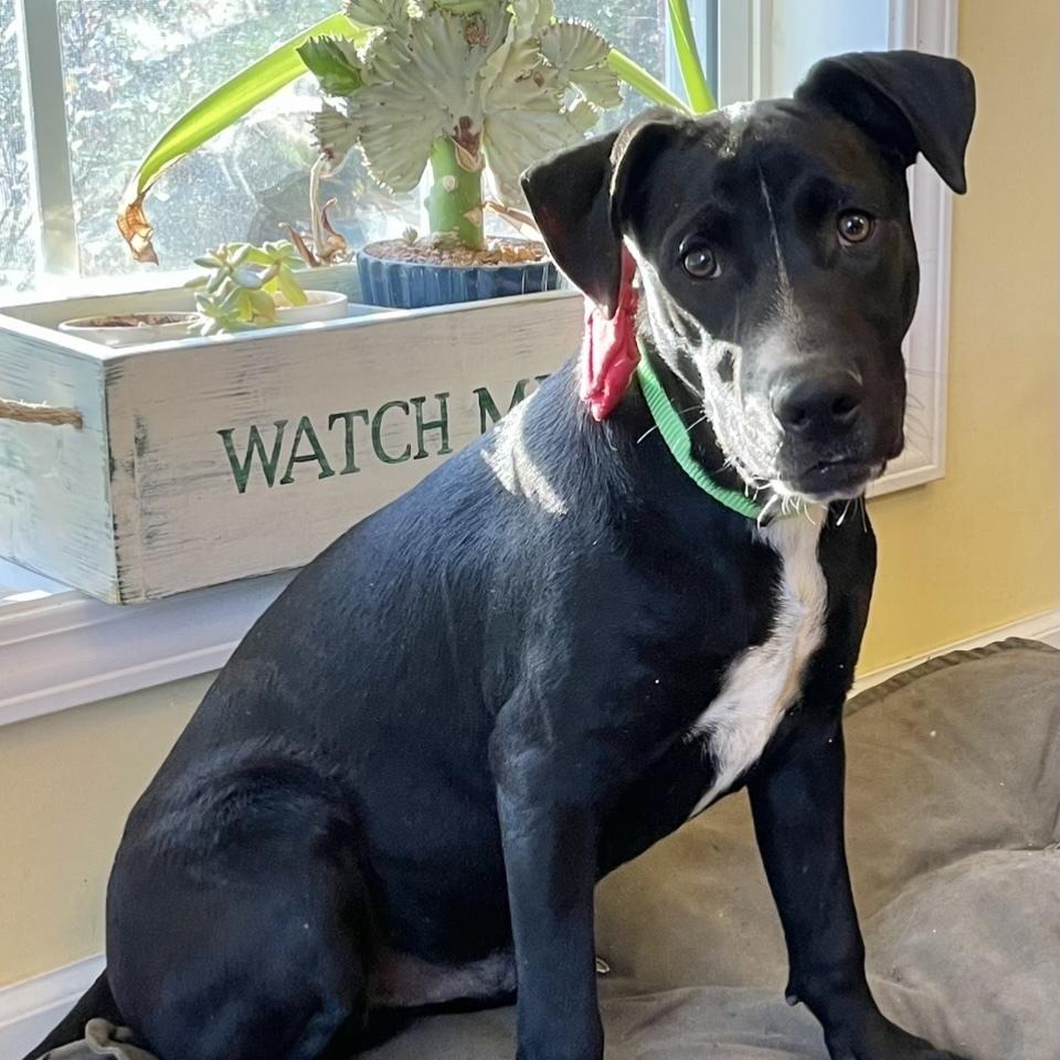 Ezra, a Adoptable mixed breed in Lancaster, PA image 4/6