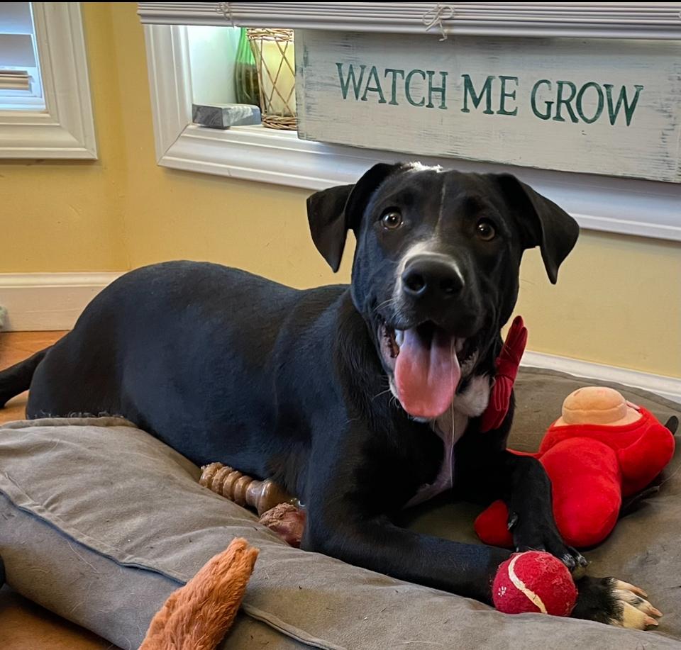 Ezra, a Adoptable mixed breed in Lancaster, PA image 5/6