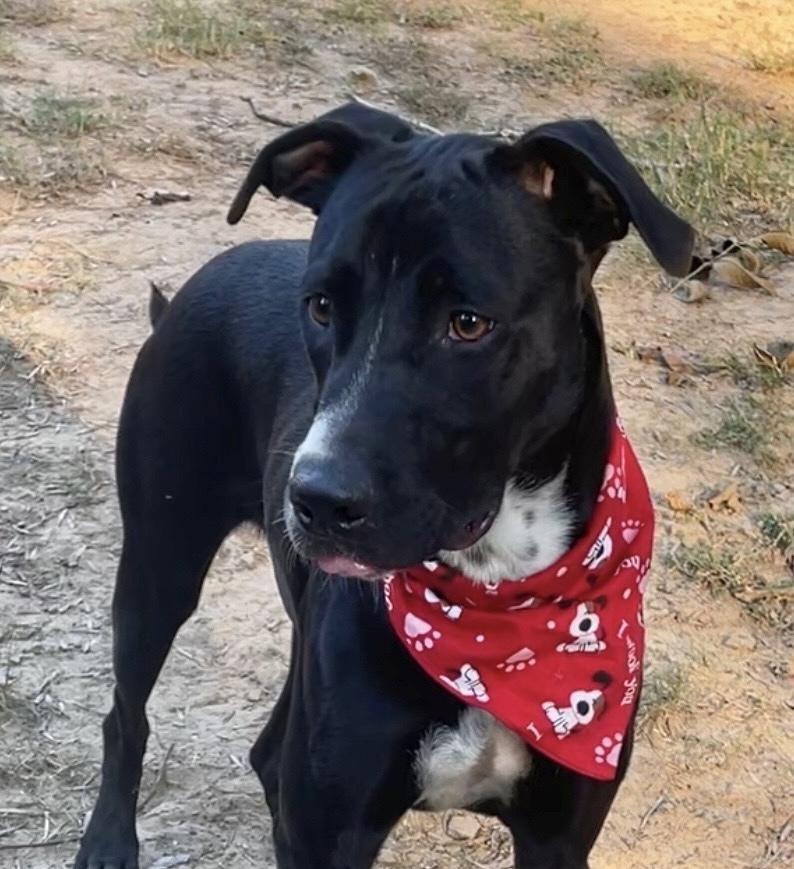 Ezra, a Adoptable mixed breed in Lancaster, PA image 6/6