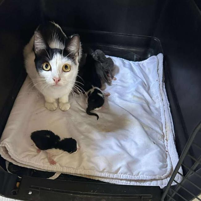 Wednesday, Adoptable, Young Female Domestic Short Hair.