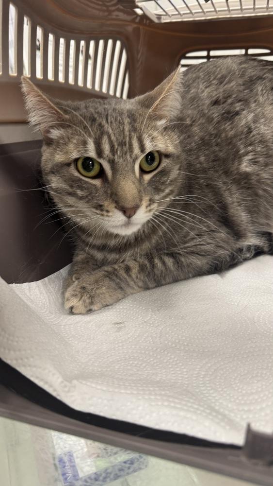 Cudi, Adoptable, Adult Male Domestic Short Hair.