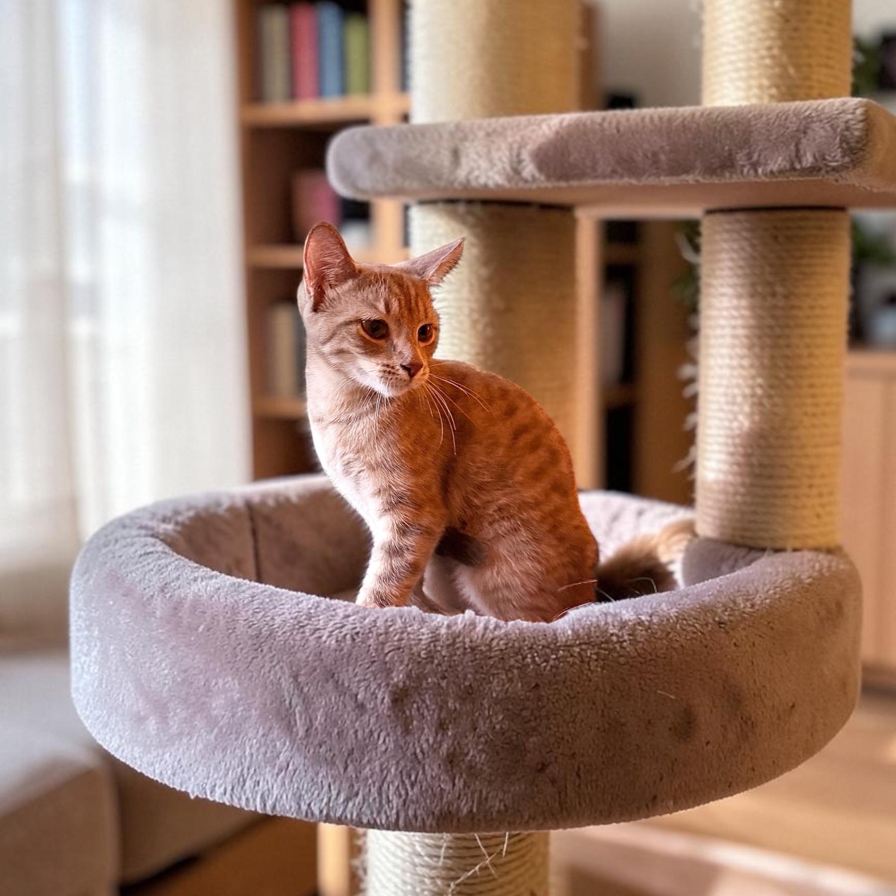Enlarge Sweet Fawn, a Adoptable Domestic Short Hair in Boca Raton, FL image 2/5