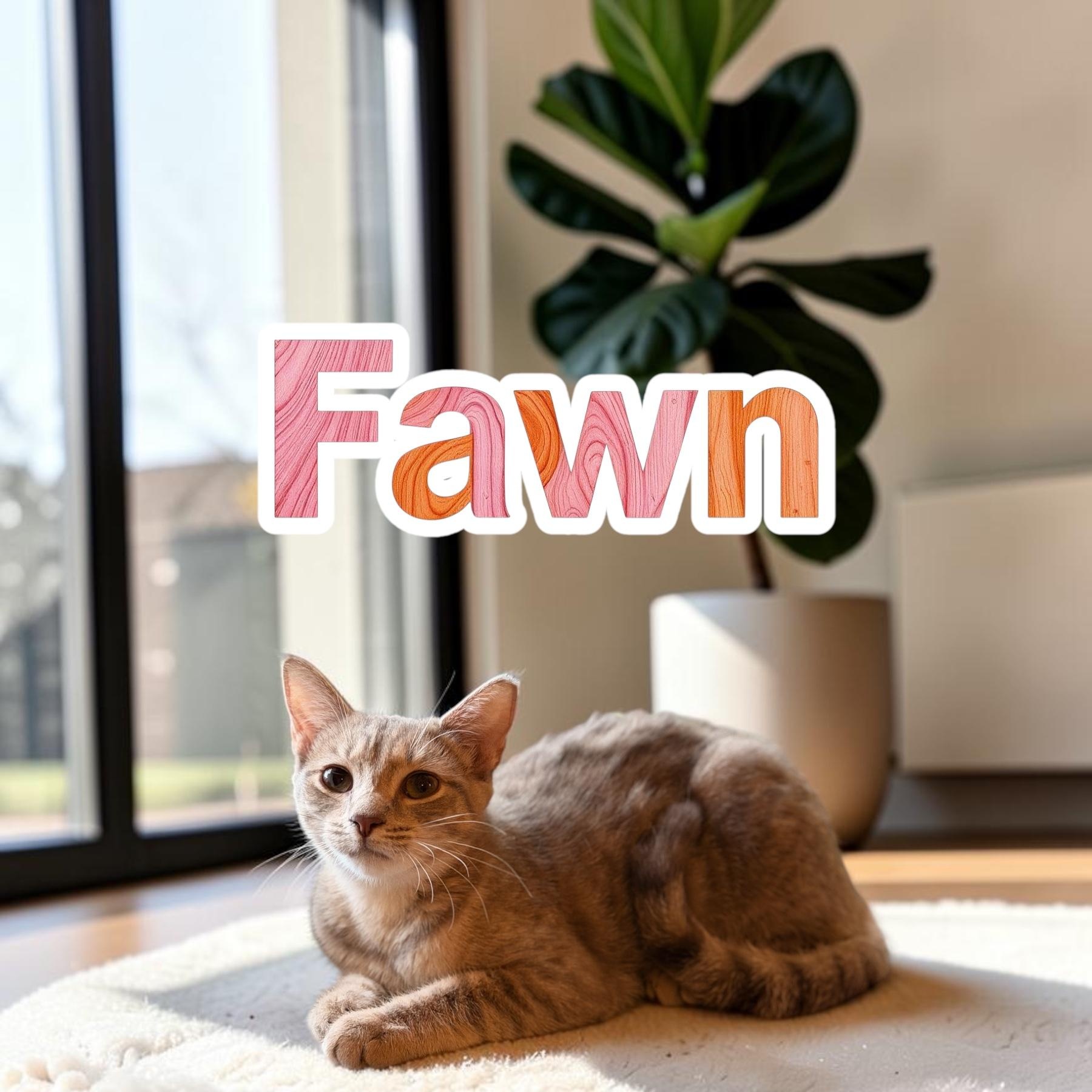 Sweet Fawn, Adoptable, Kitten Female Domestic Short Hair.
