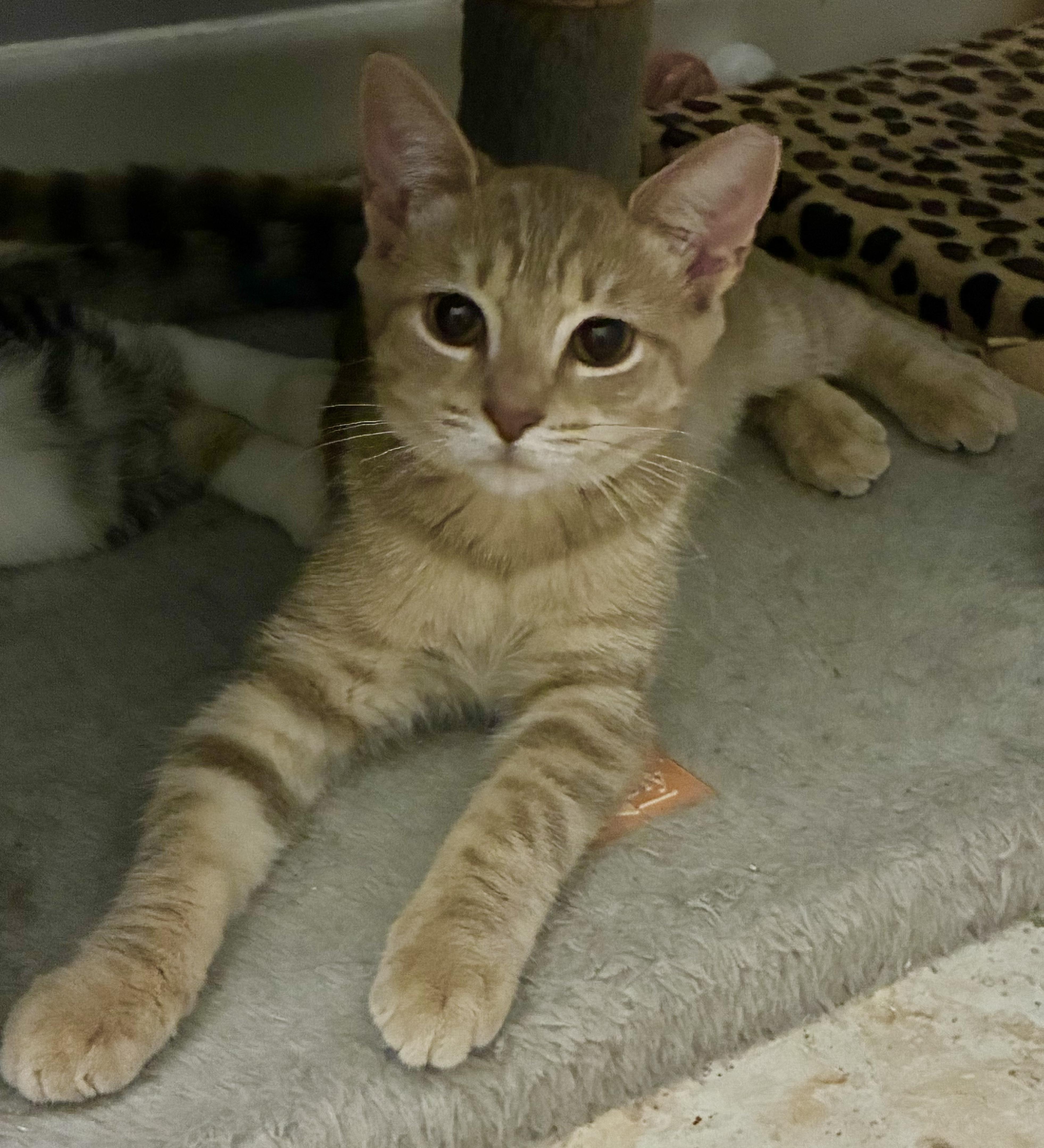 Enlarge Fawn, a ADOPTABLE Domestic Short Hair in Boca Raton, FL image 2/2