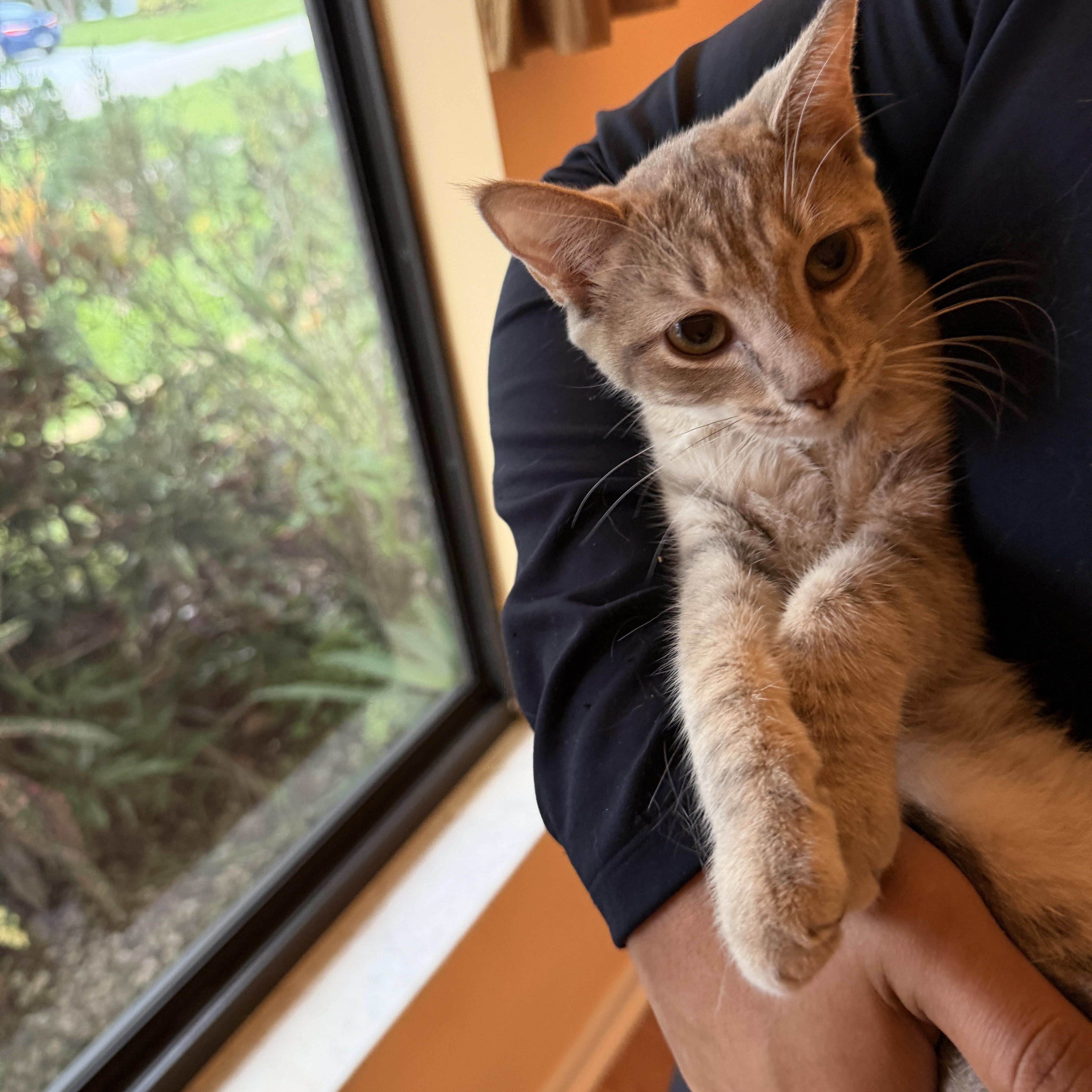 Enlarge Sweet Fawn, a Adoptable Domestic Short Hair in Boca Raton, FL image 5/5