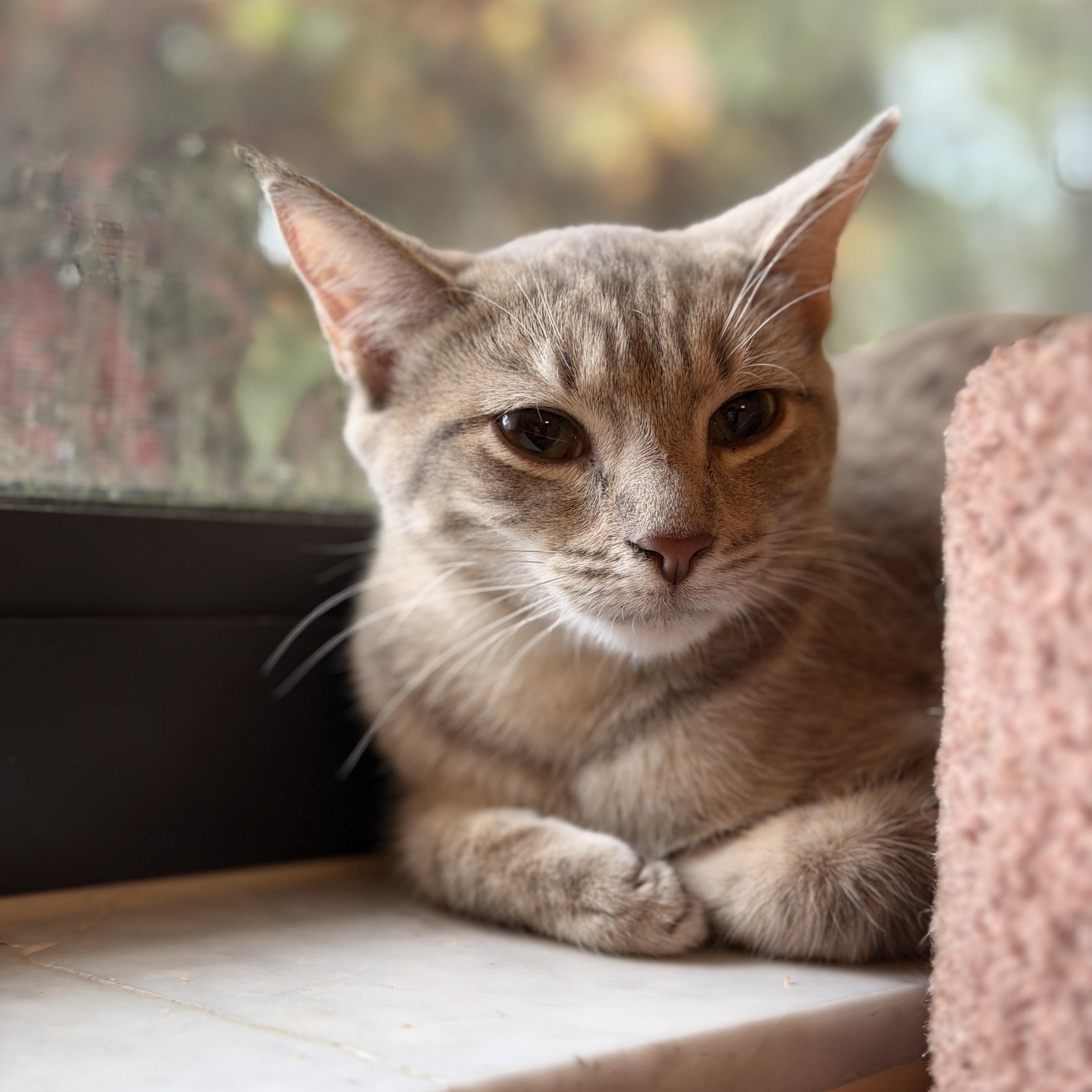 Enlarge Sweet Fawn, a Adoptable Domestic Short Hair in Boca Raton, FL image 4/5