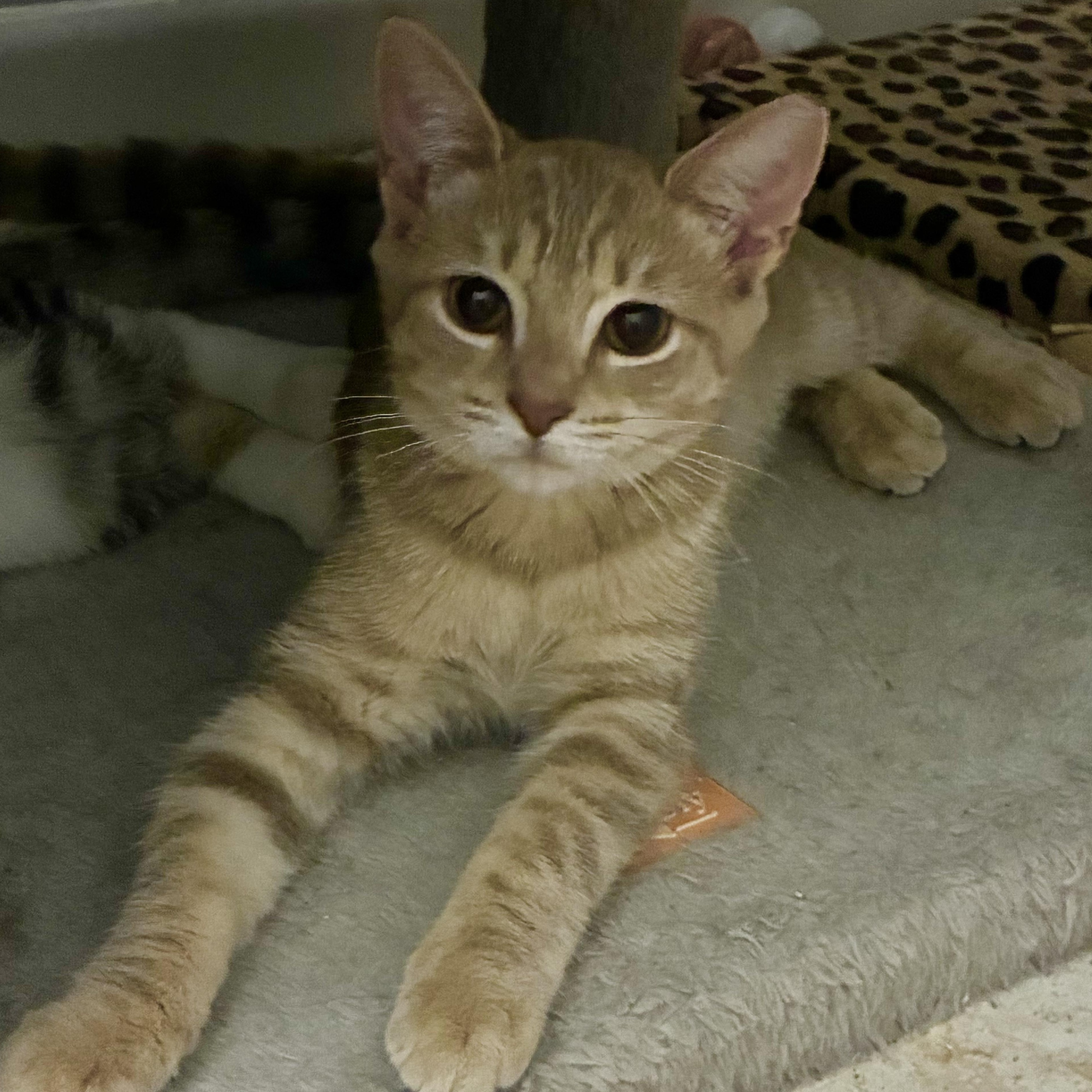 Fawn, ADOPTABLE, Young Female Domestic Short Hair.