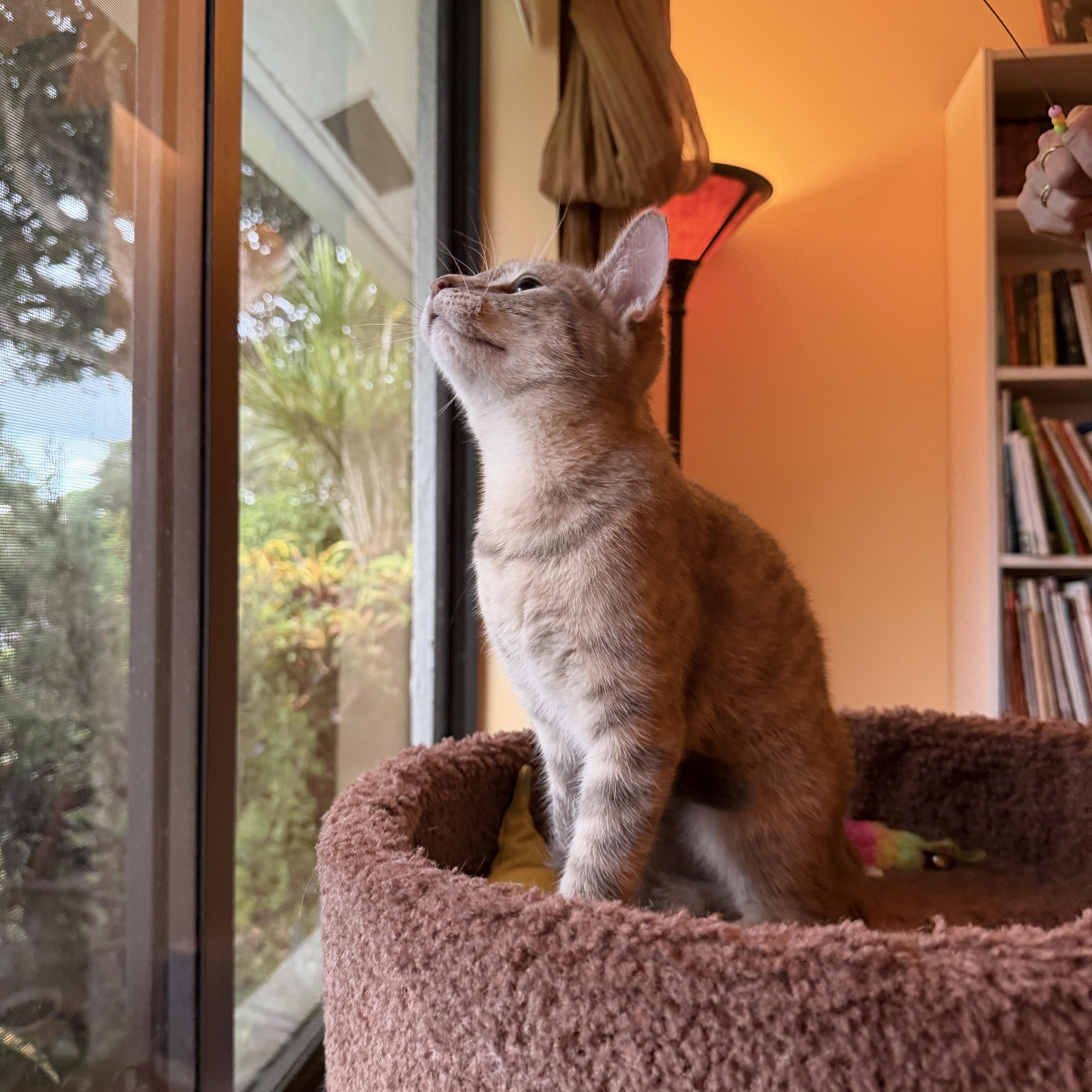 Enlarge Sweet Fawn, a Adoptable Domestic Short Hair in Boca Raton, FL image 3/5