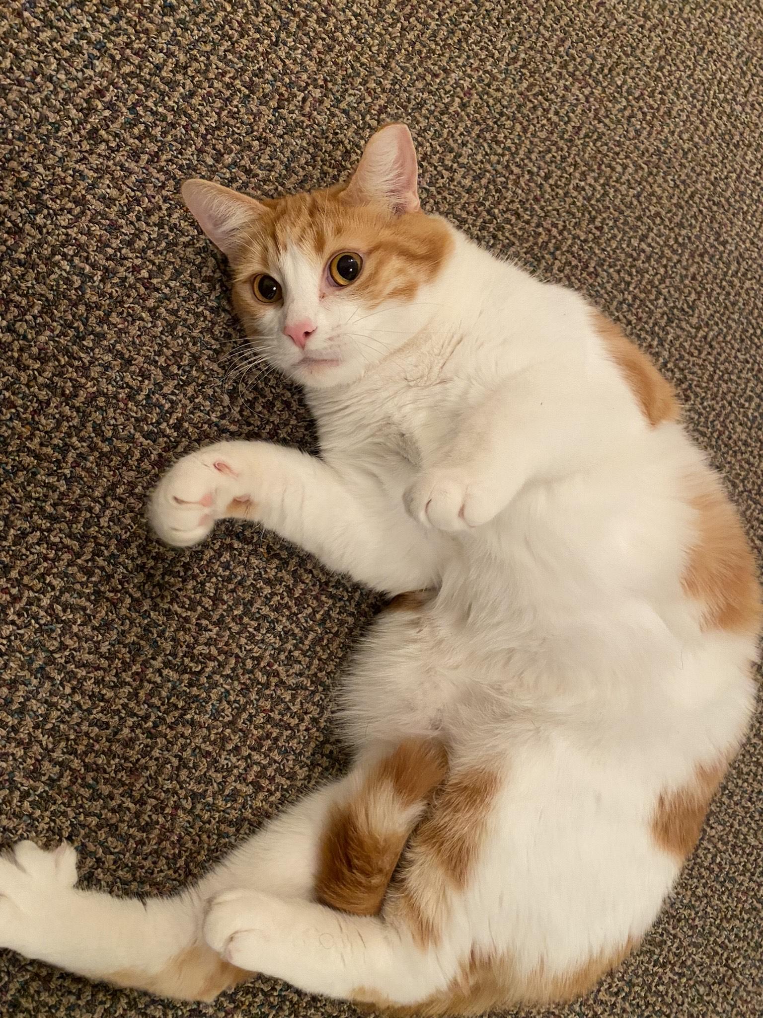 Enlarge **COURTESY LISTING** Juda, an adopted Domestic Short Hair in Moscow, ID image 1/3