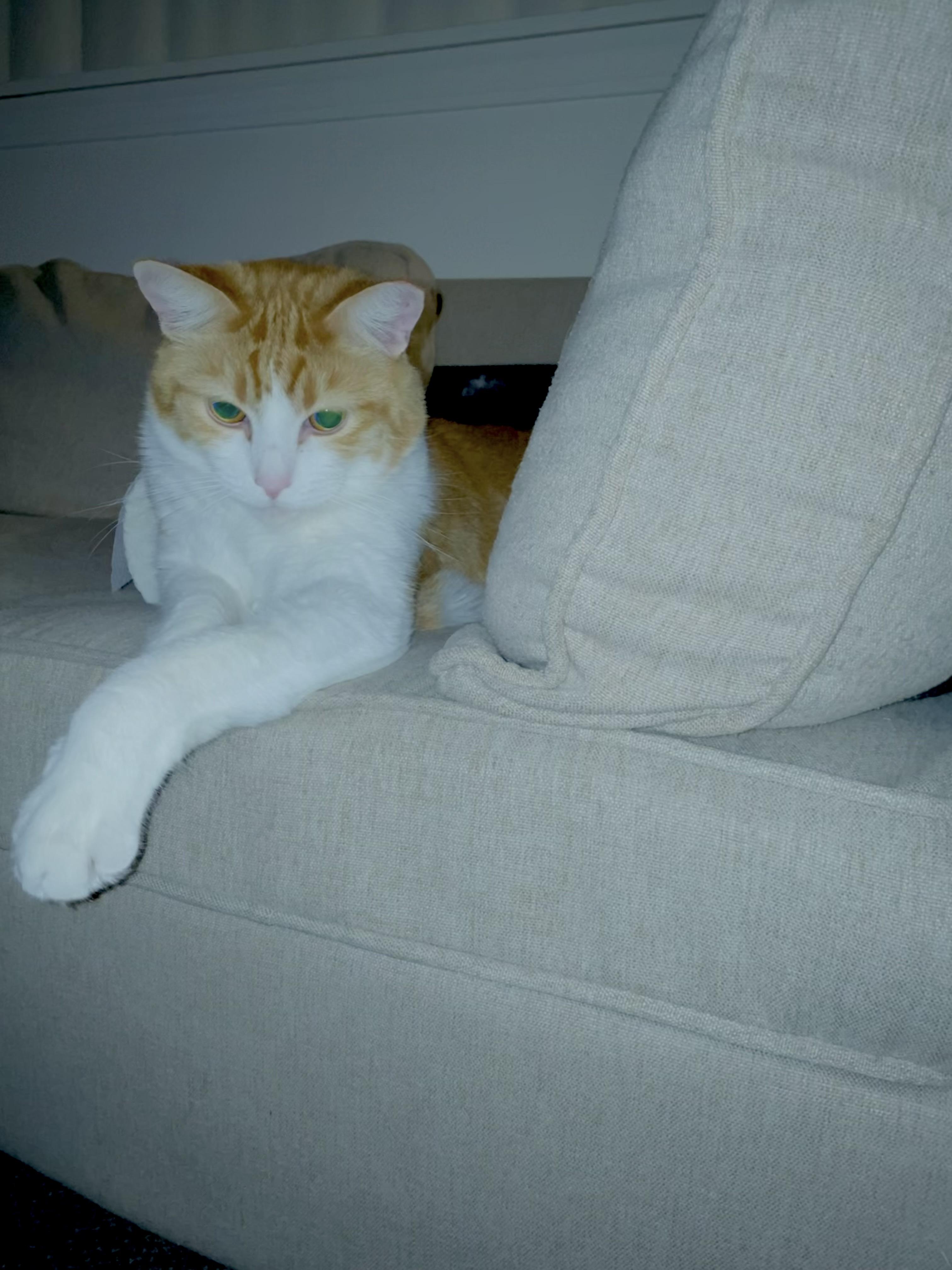 Enlarge **COURTESY LISTING** Juda, an adopted Domestic Short Hair in Moscow, ID image 3/3