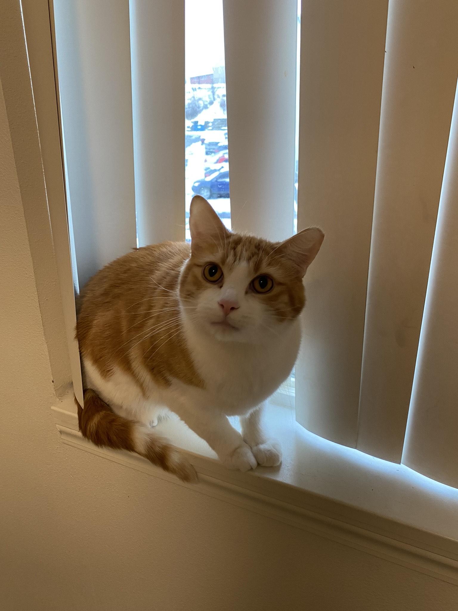 Enlarge **COURTESY LISTING** Juda, an adopted Domestic Short Hair in Moscow, ID image 2/3