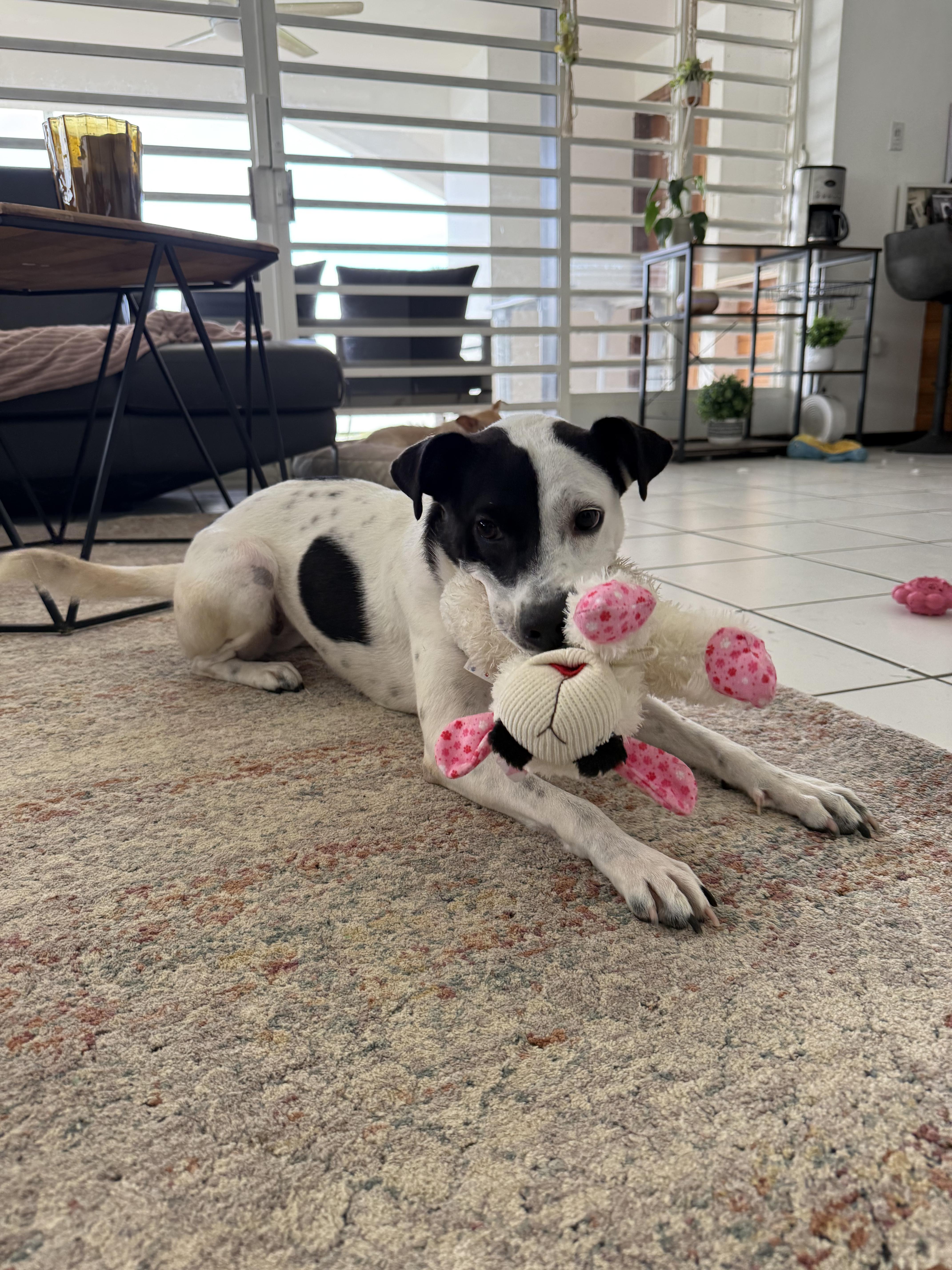 Carmen, ADOPTABLE, Adult Female Border Collie & Husky.