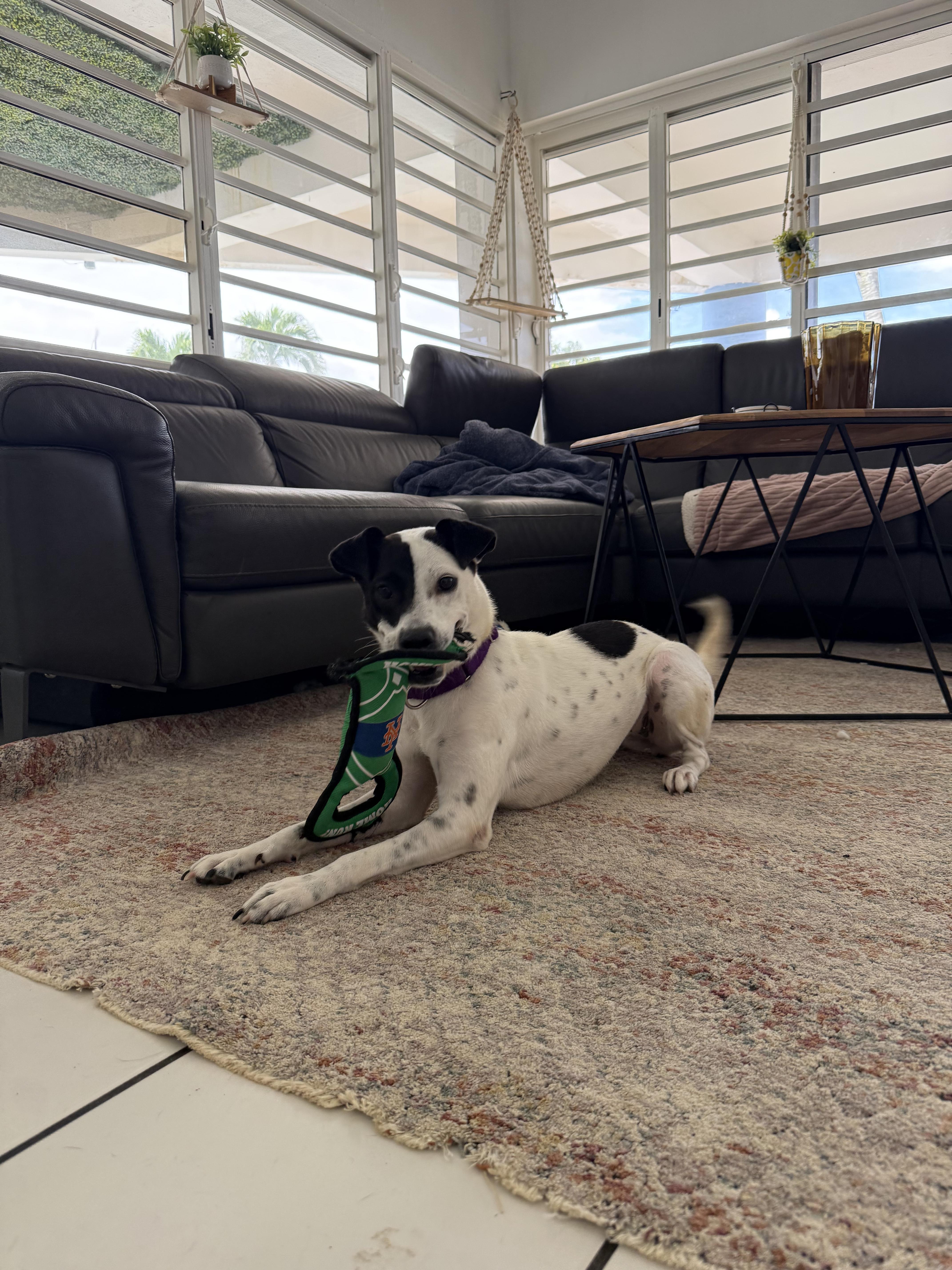 Carmen, a ADOPTABLE mixed breed in Carolina, PR image 2/3