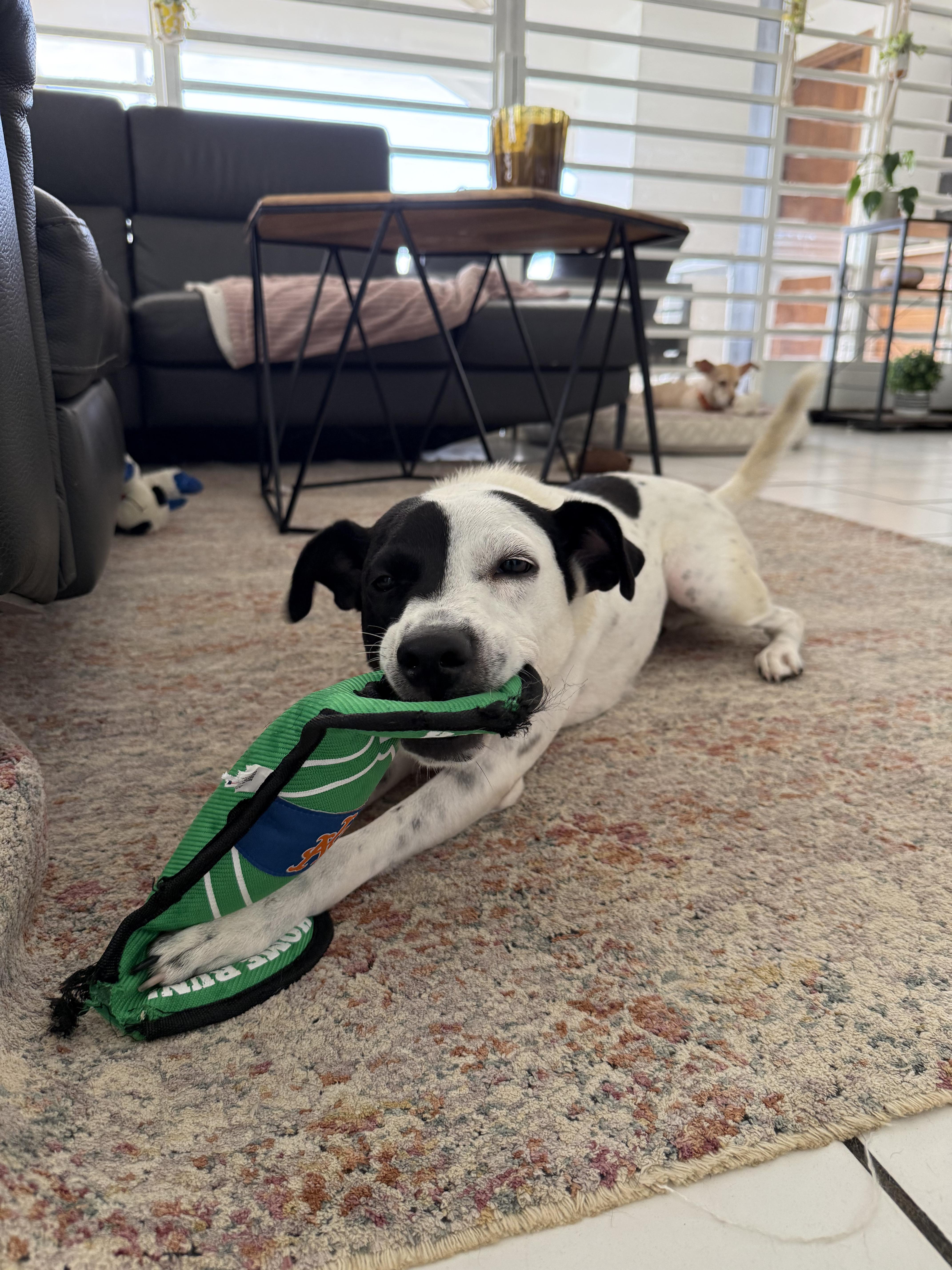 Carmen, a ADOPTABLE mixed breed in Carolina, PR image 3/3