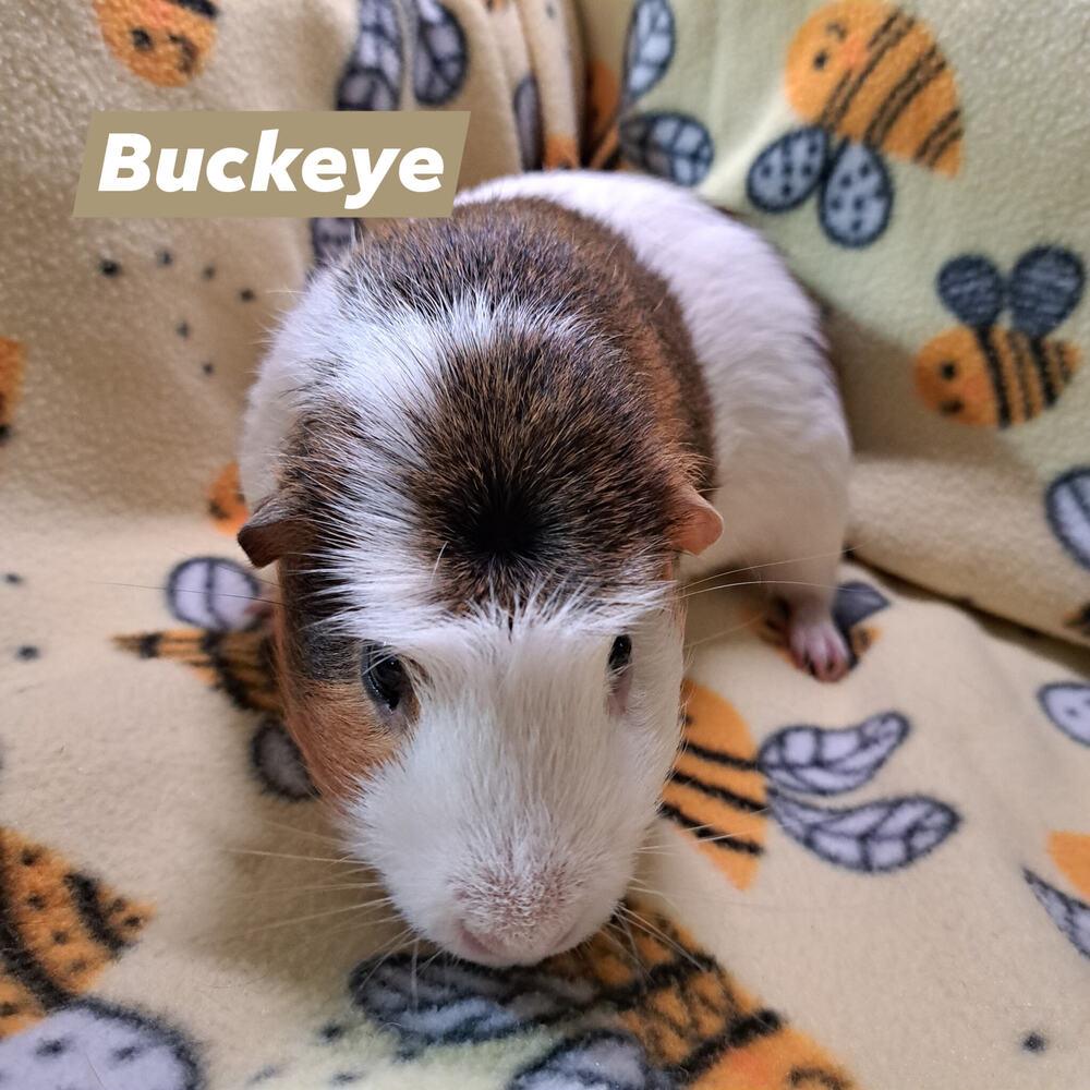 Buckeye, Adoptable, Adult Male Guinea Pig.