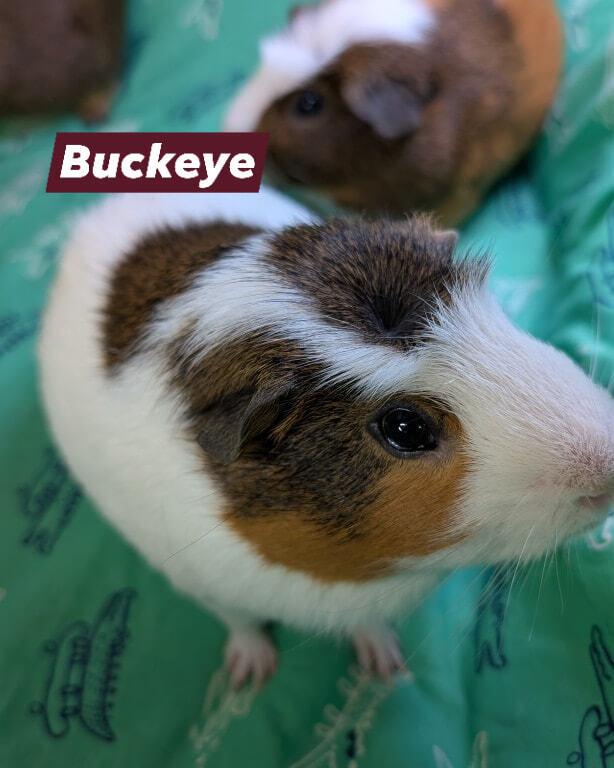 Buckeye, a Adoptable Guinea Pig in Gainesville, FL image 2/6