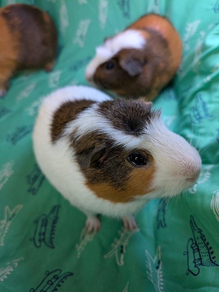 Enlarge Buckeye, a Adoptable Guinea Pig in Gainesville, FL image 2/5