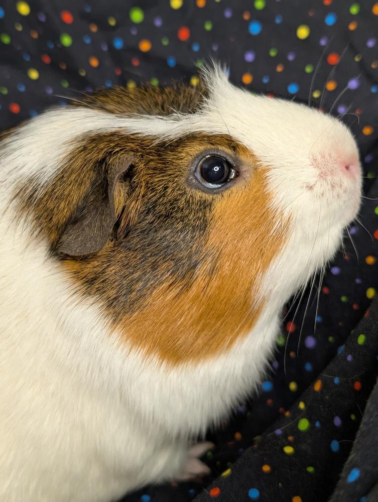 Buckeye, a Adoptable Guinea Pig in Gainesville, FL image 3/6