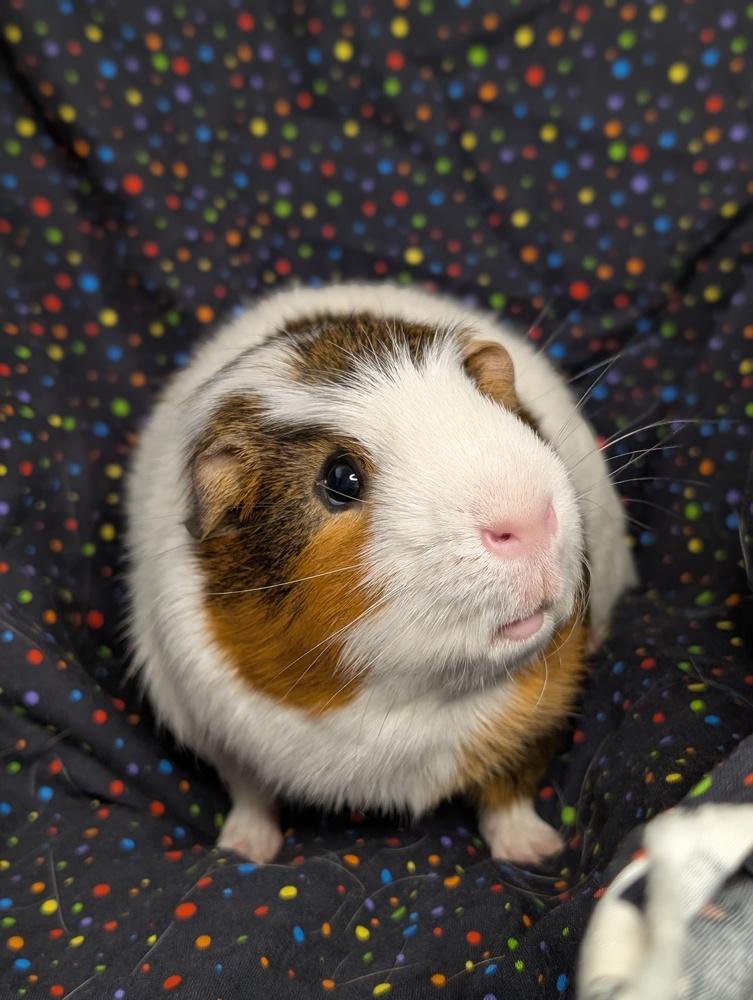 Buckeye, a Adoptable Guinea Pig in Gainesville, FL image 4/6