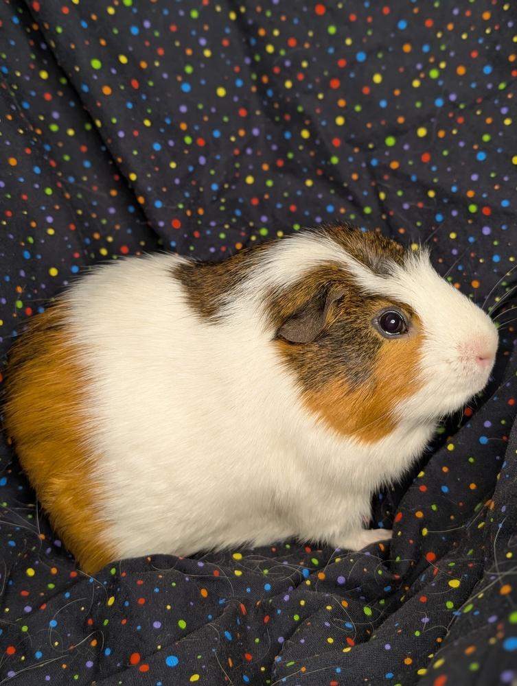 Buckeye, a Adoptable Guinea Pig in Gainesville, FL image 5/6
