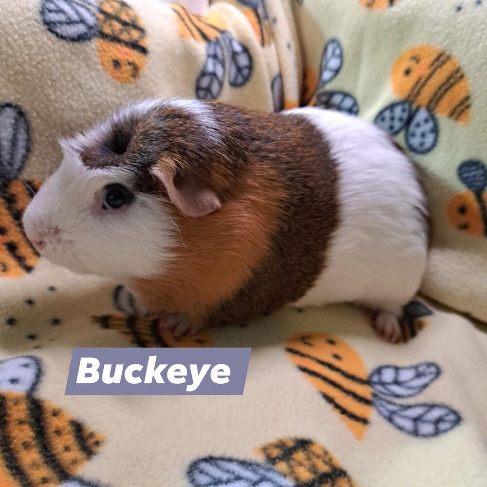 Buckeye, a Adoptable Guinea Pig in Gainesville, FL image 6/6