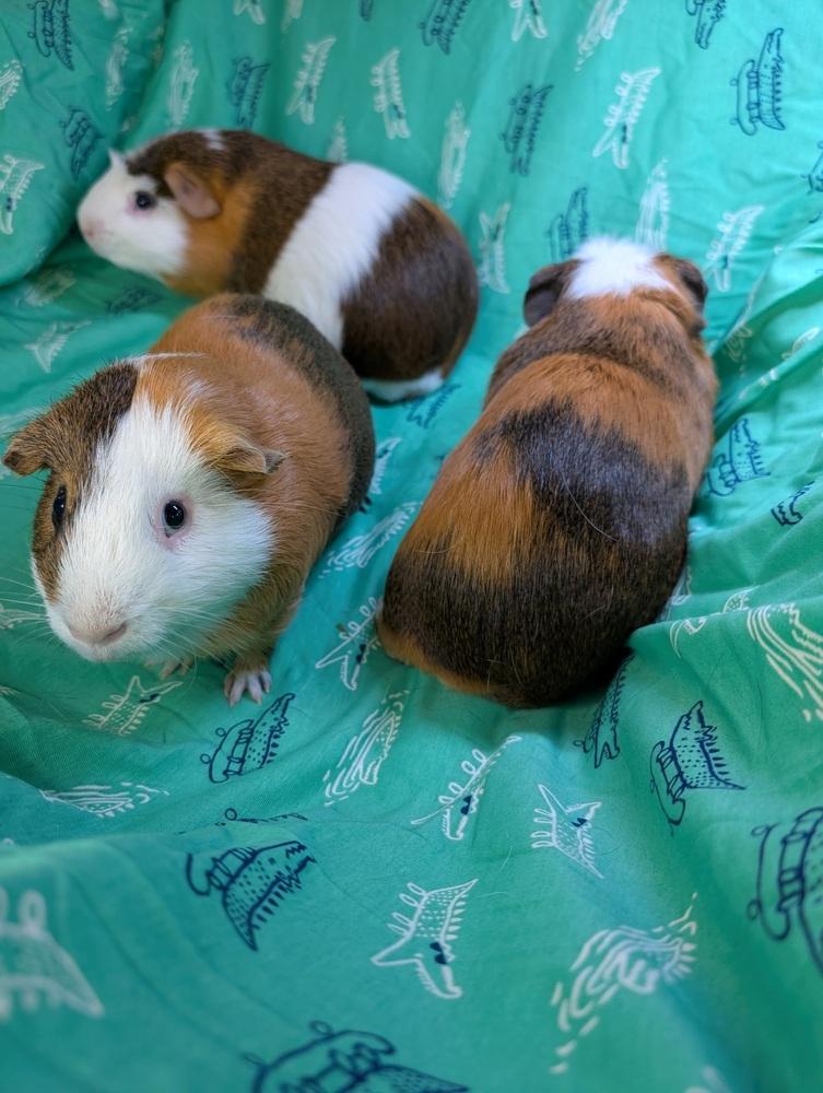 Enlarge Buckeye, a Adoptable Guinea Pig in Gainesville, FL image 5/5