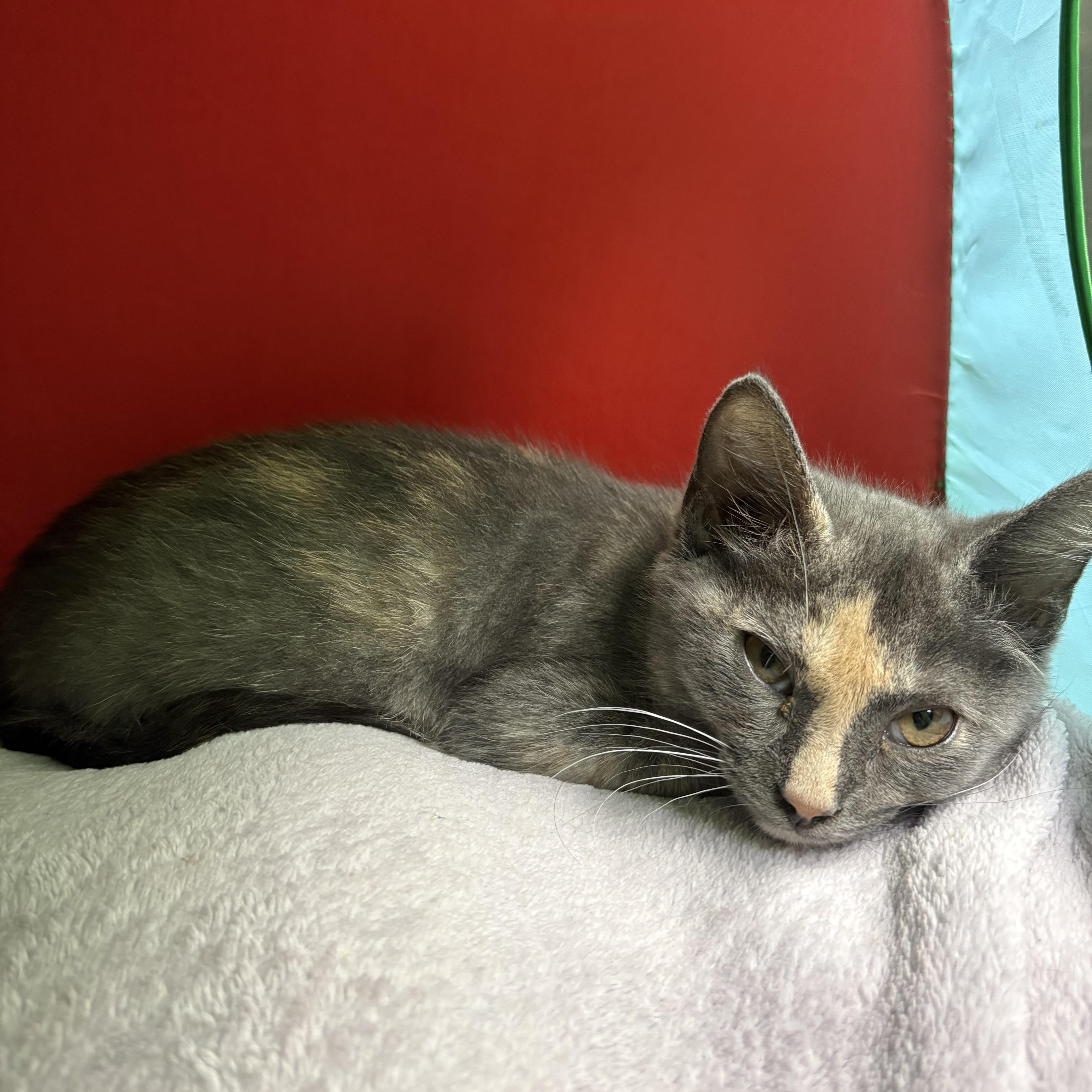 Iris- 53246, an adopted Domestic Short Hair in Columbia, MD image 3/3
