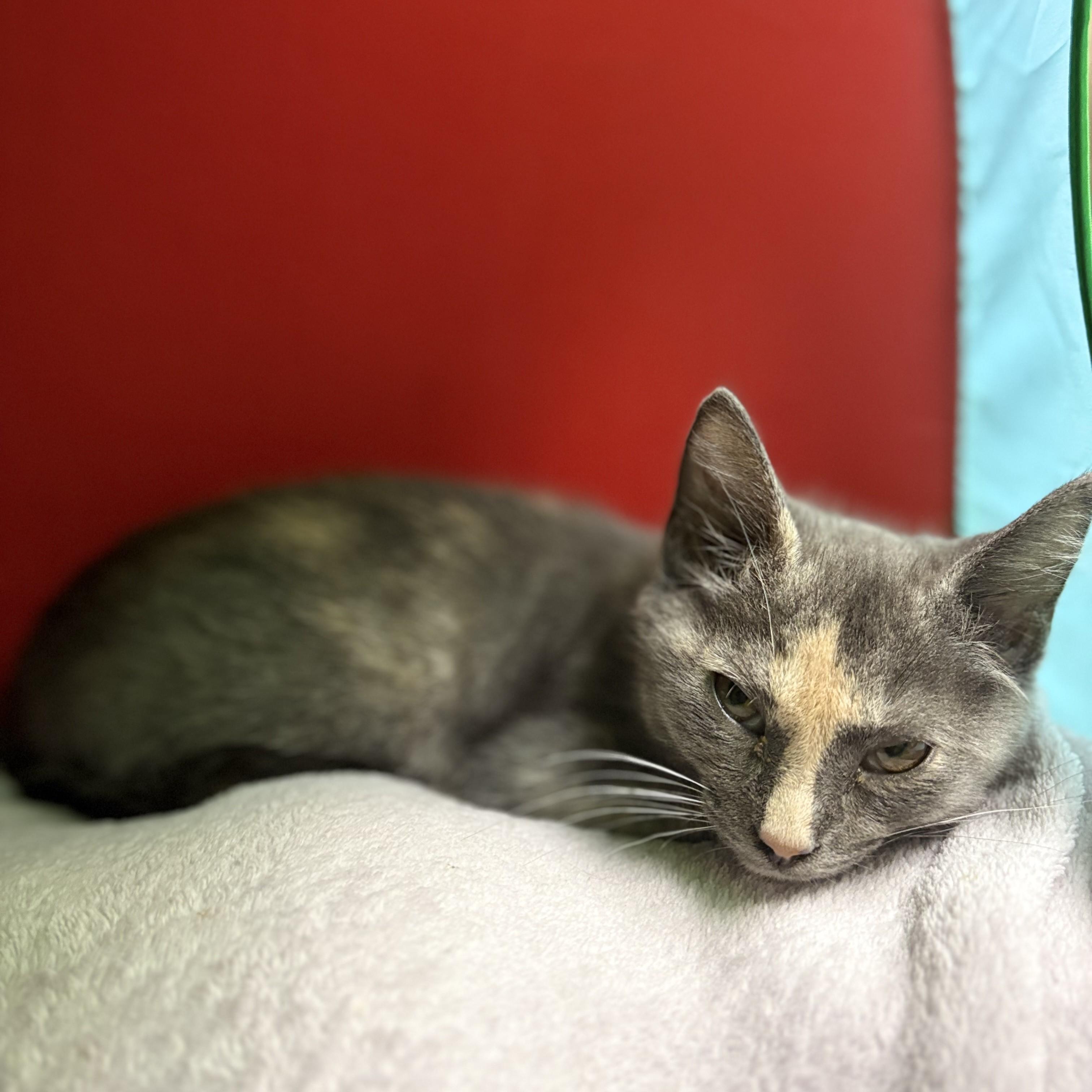 Iris- 53246, adopted, Kitten Female Domestic Short Hair.