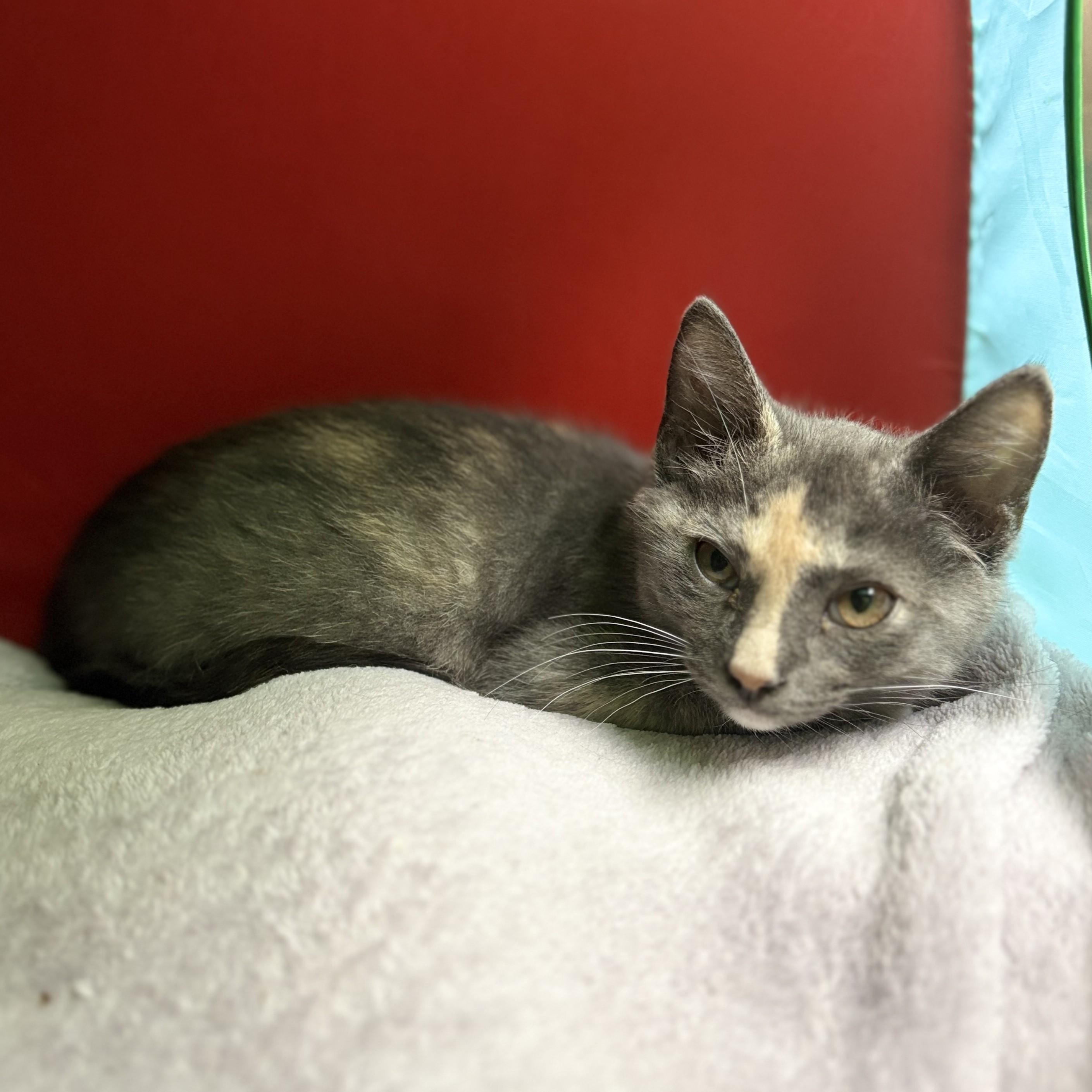 Iris- 53246, an adopted Domestic Short Hair in Columbia, MD image 2/3