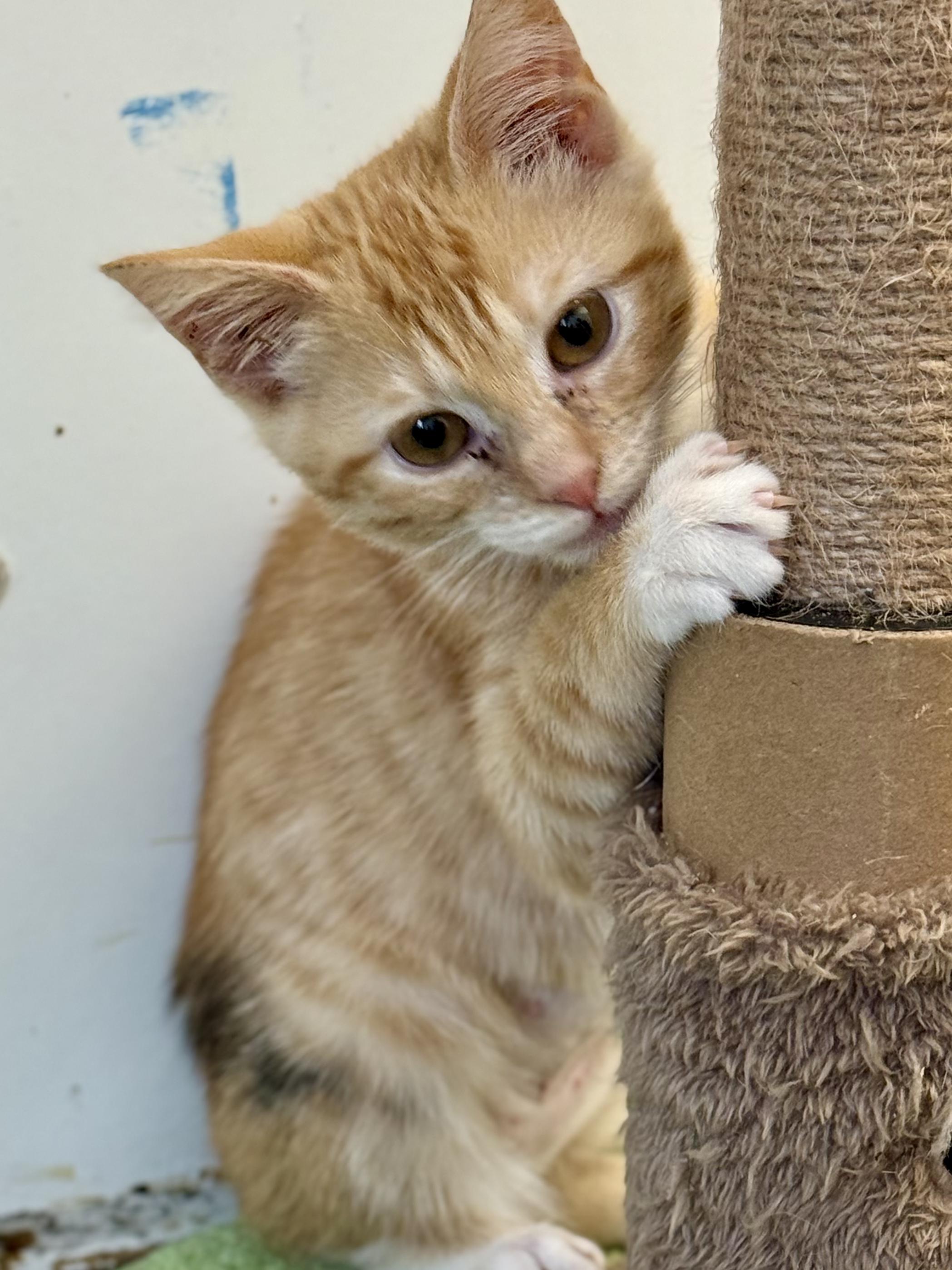Mcley, Adopted, Kitten Female Domestic Short Hair.