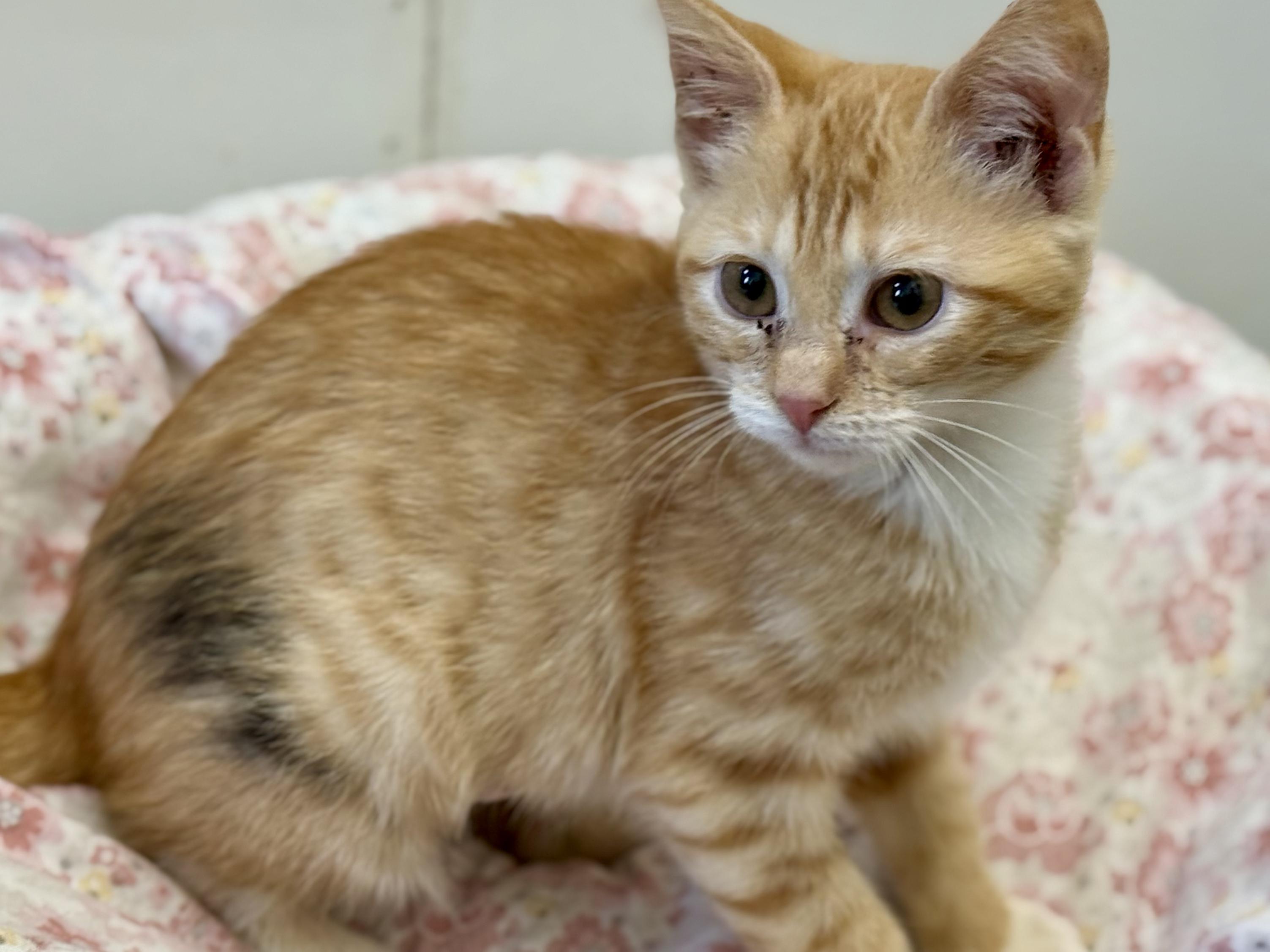 Enlarge Mcley, a Adopted Domestic Short Hair in McKenzie, TN image 4/4