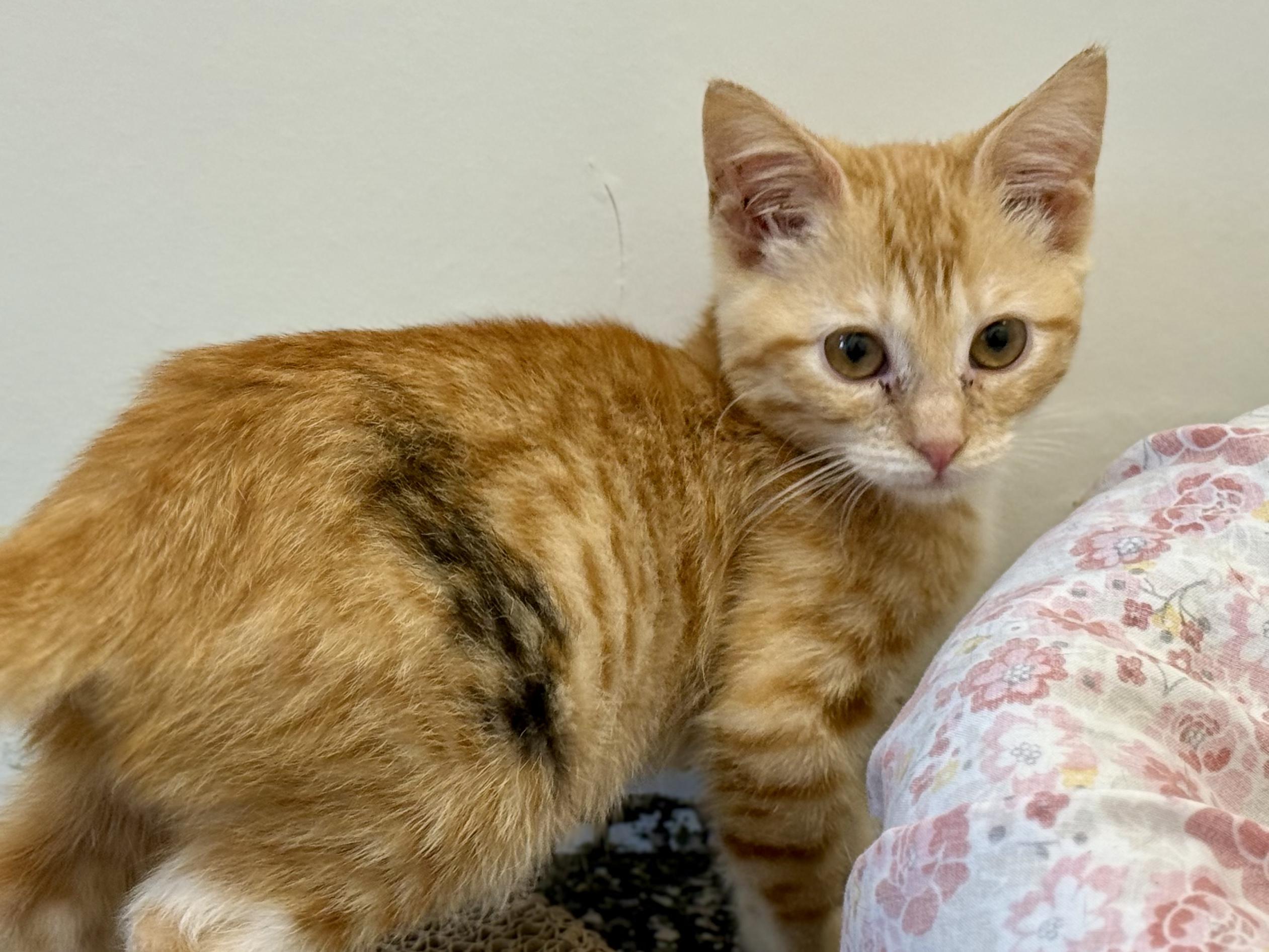 Enlarge Mcley, a Adopted Domestic Short Hair in McKenzie, TN image 3/4