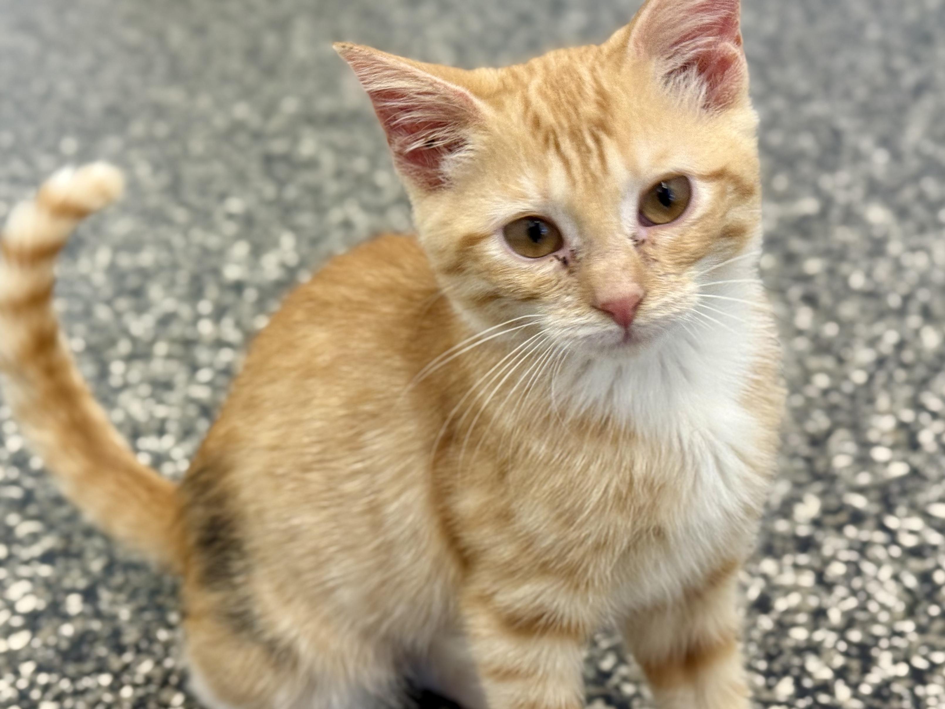 Enlarge Mcley, a Adopted Domestic Short Hair in McKenzie, TN image 2/4