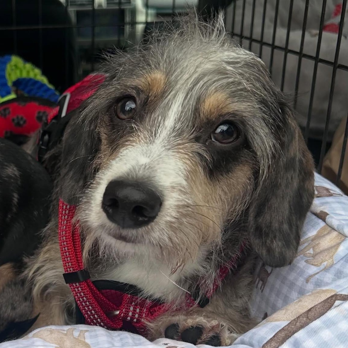 Enlarge Teddy (COMING SOON), a ADOPTABLE mixed breed in Portland, OR image 1/1