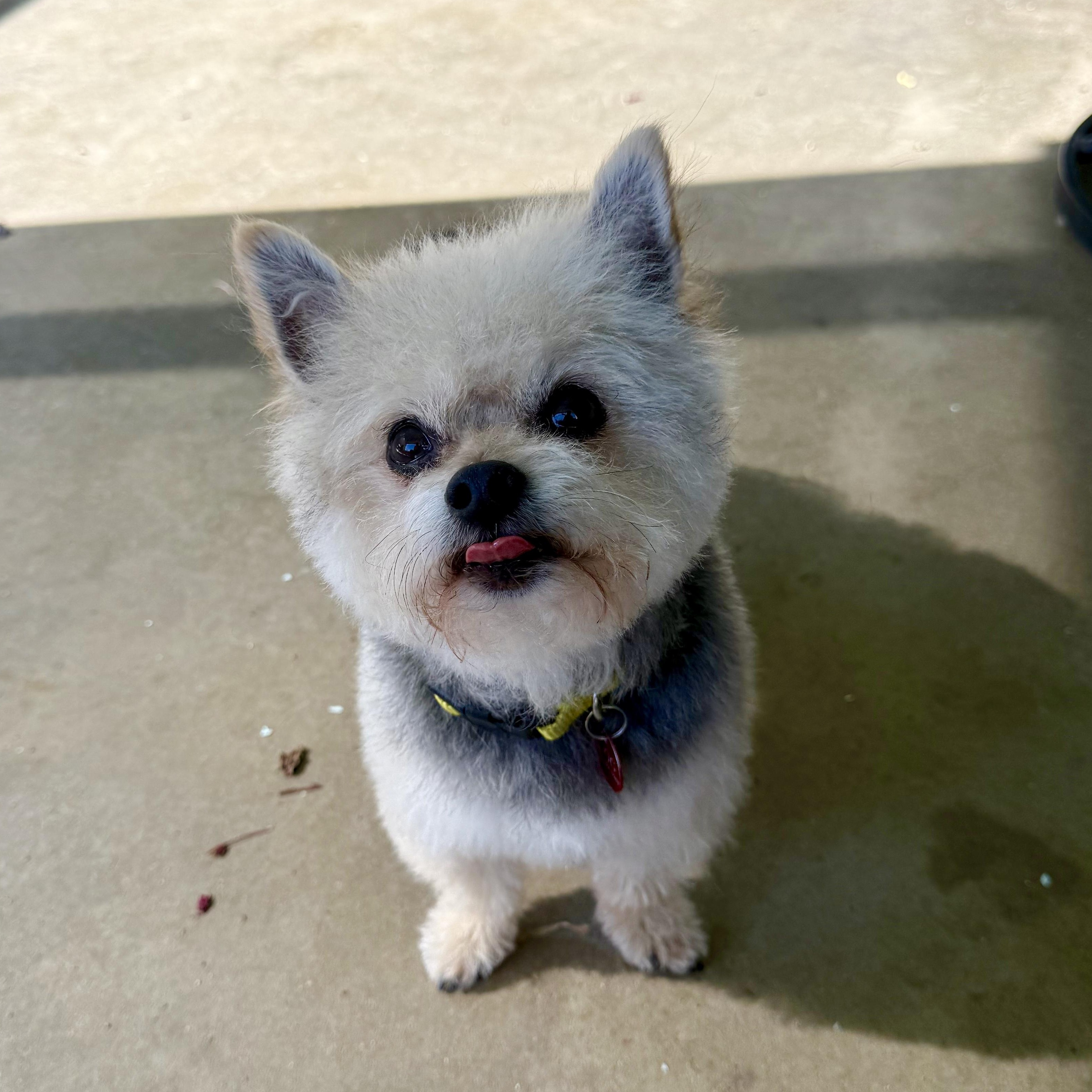 Almond Joy (AJ), an adopted mixed breed in modesto, CA image 6/6