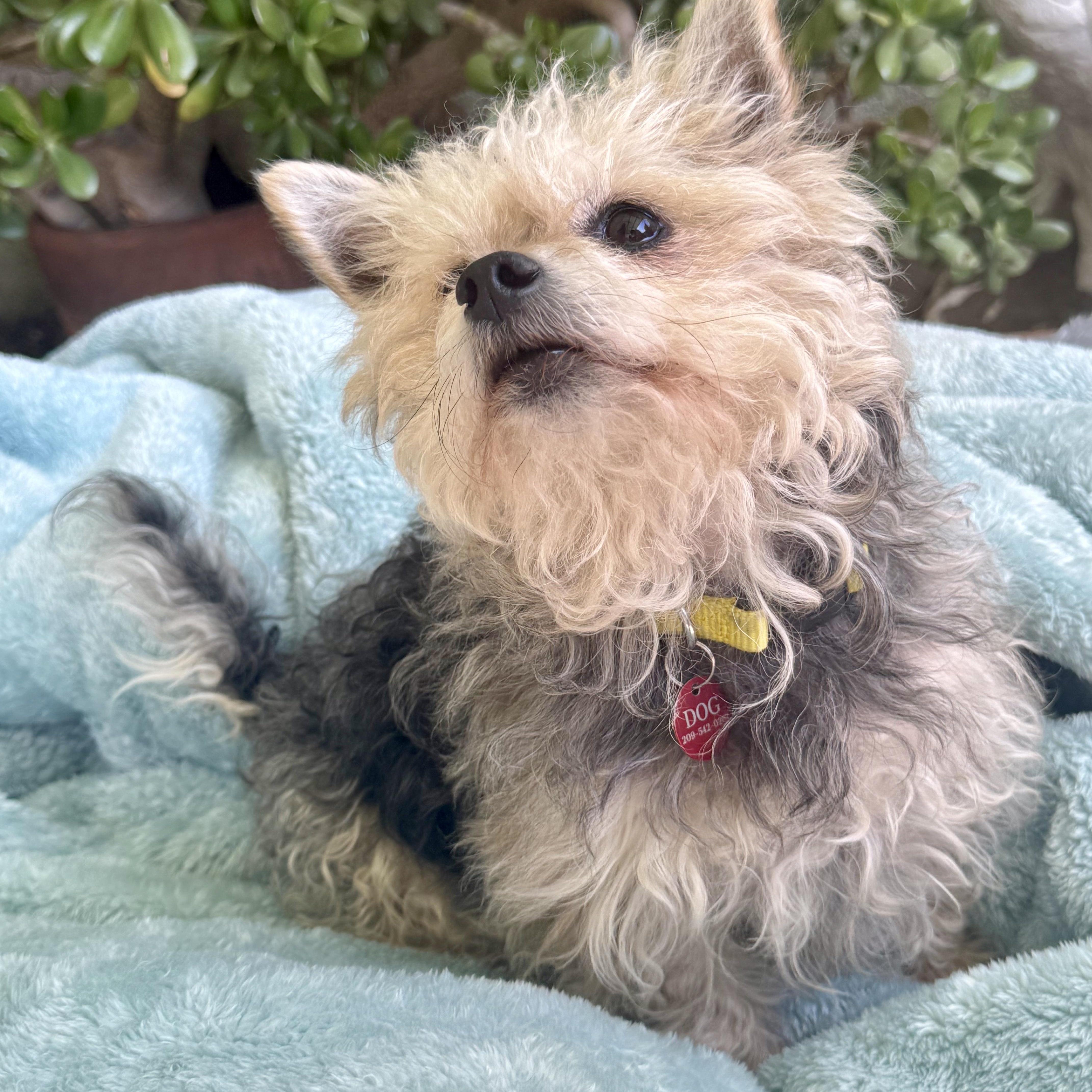 Almond Joy (AJ), an adopted mixed breed in modesto, CA image 5/6