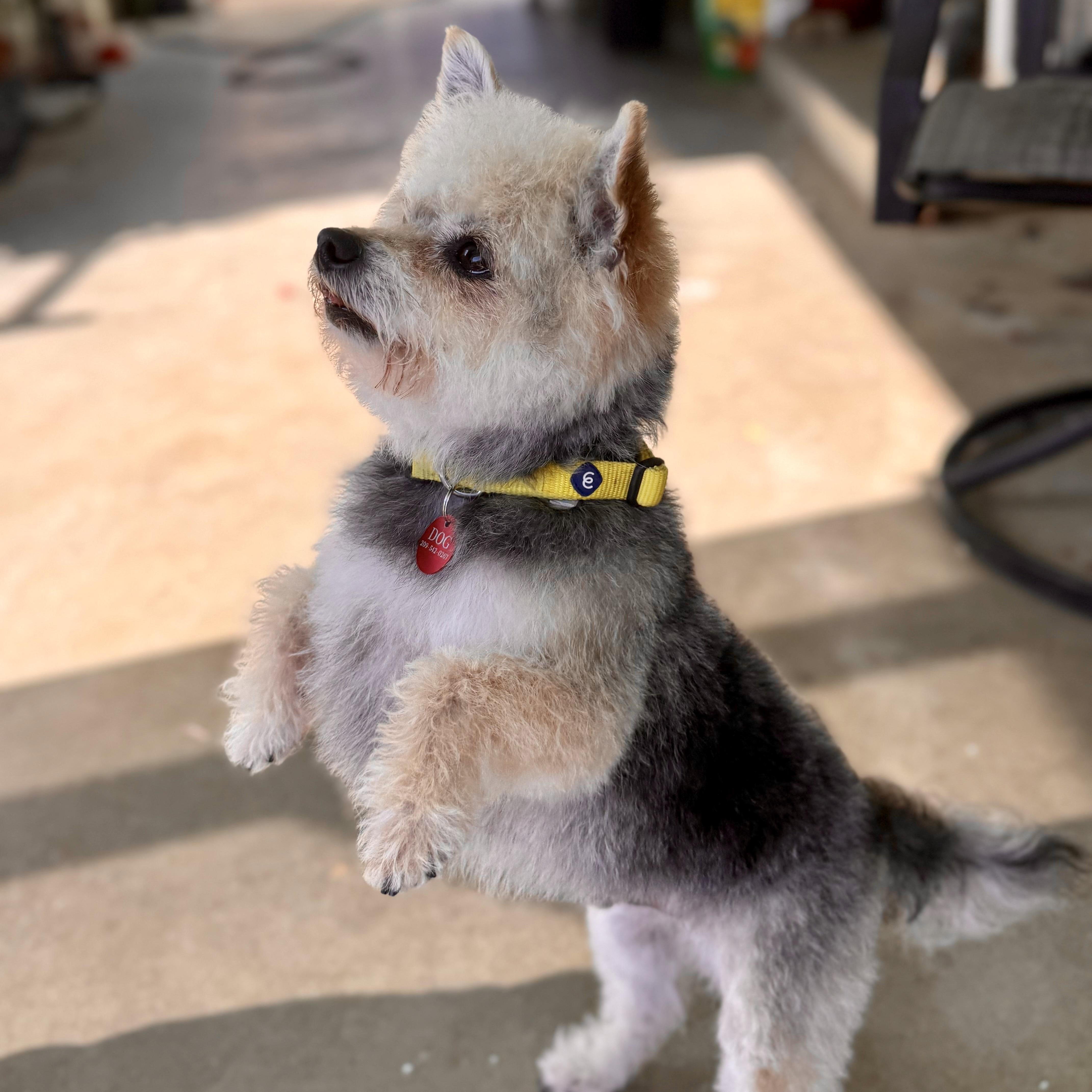 Almond Joy (AJ), adopted, Adult Male Miniature Poodle & Yorkie Poo.