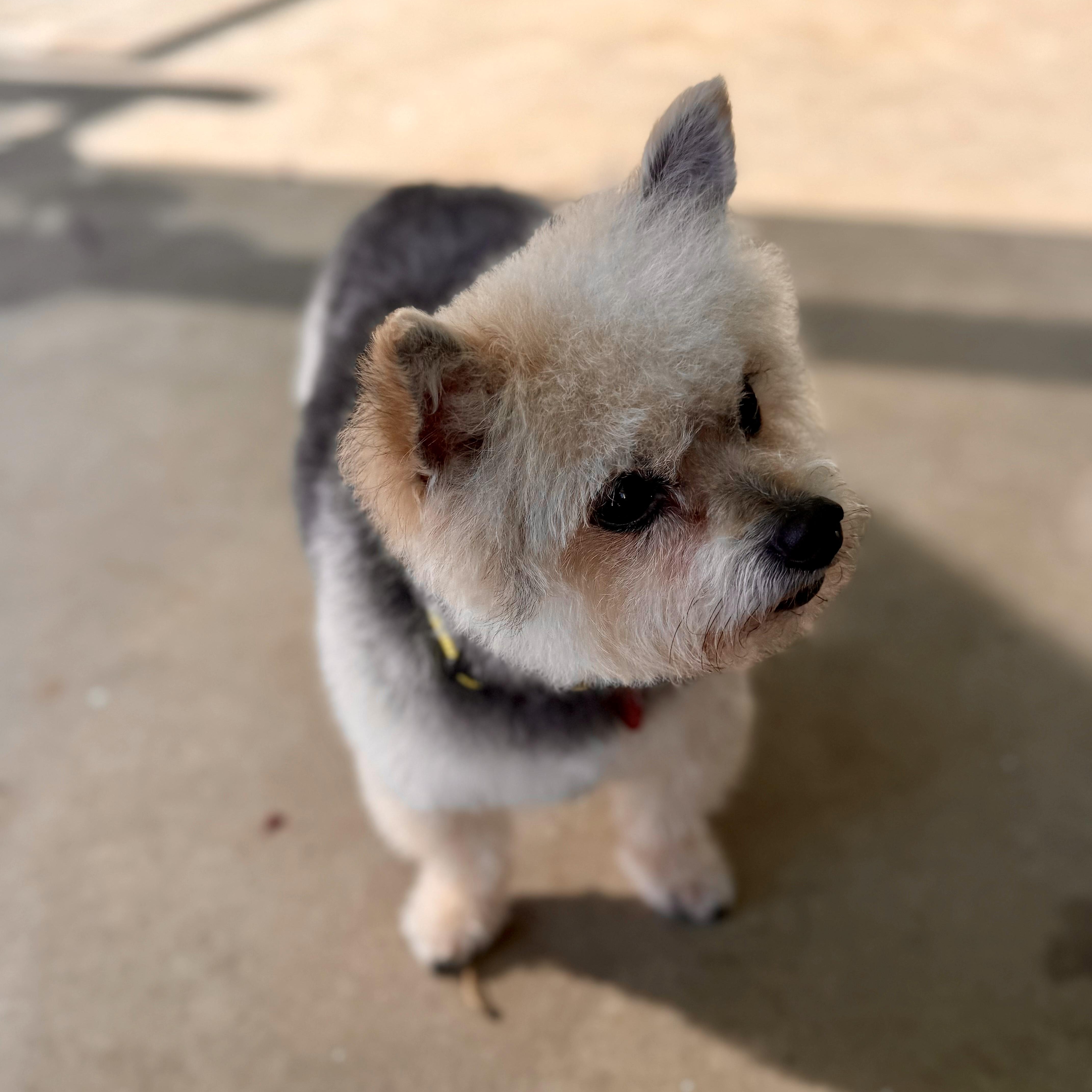 Almond Joy (AJ), an adopted mixed breed in modesto, CA image 3/6